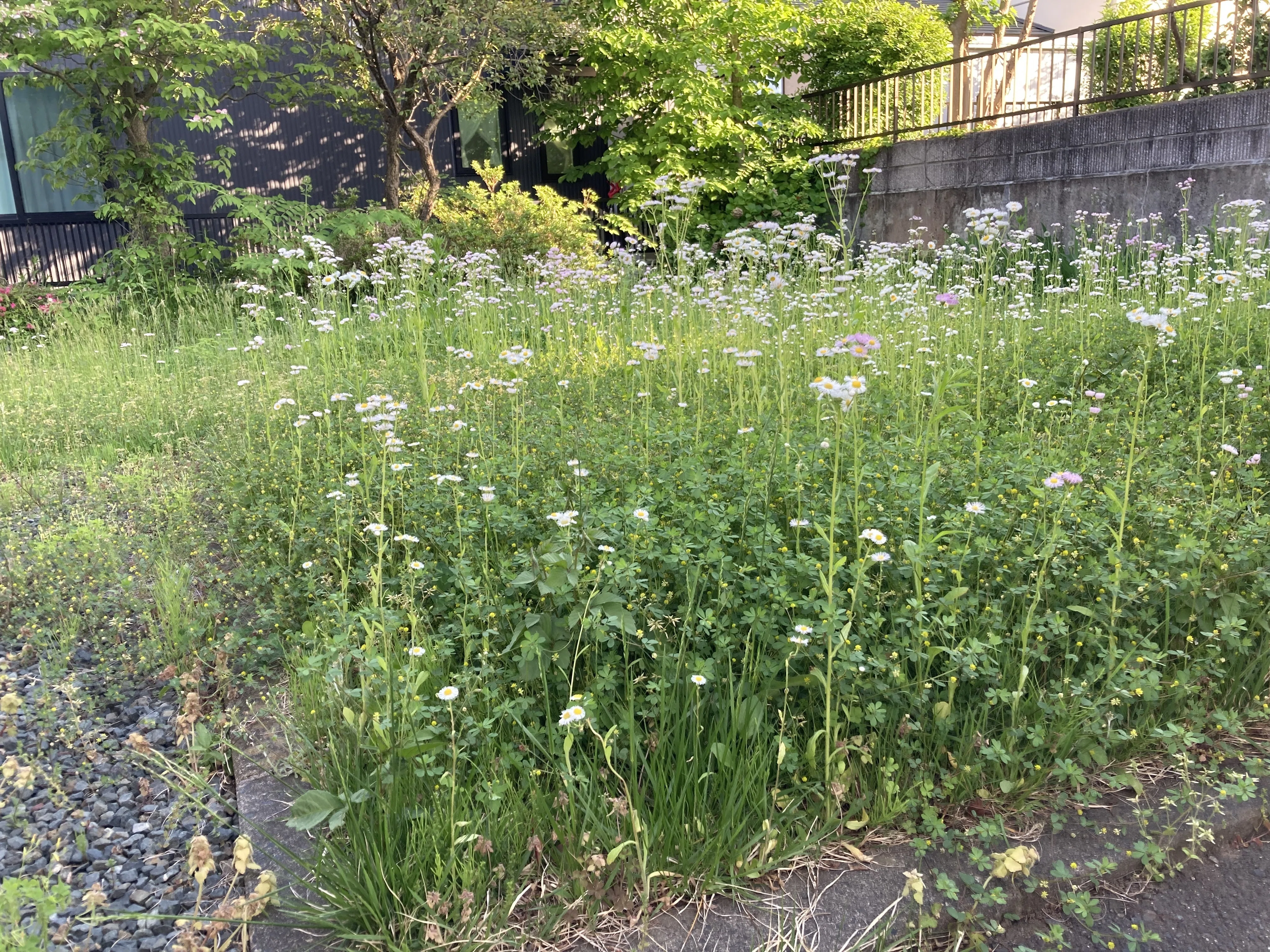 不屈の心、それは雑草魂【たまには挫けてくださいよ・・・雑草駆除は