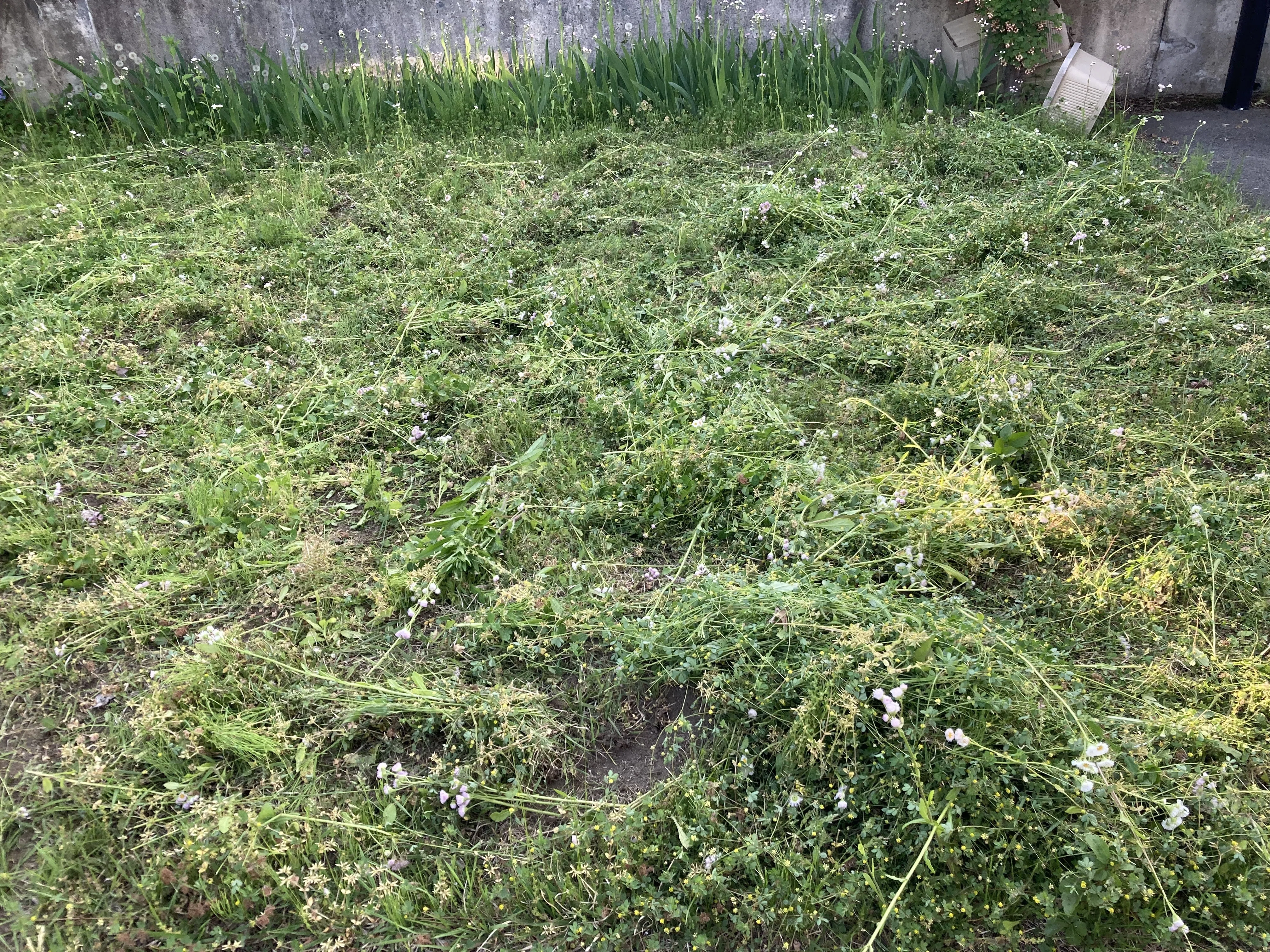 不屈の心、それは雑草魂【たまには挫けてくださいよ・・・雑草駆除は