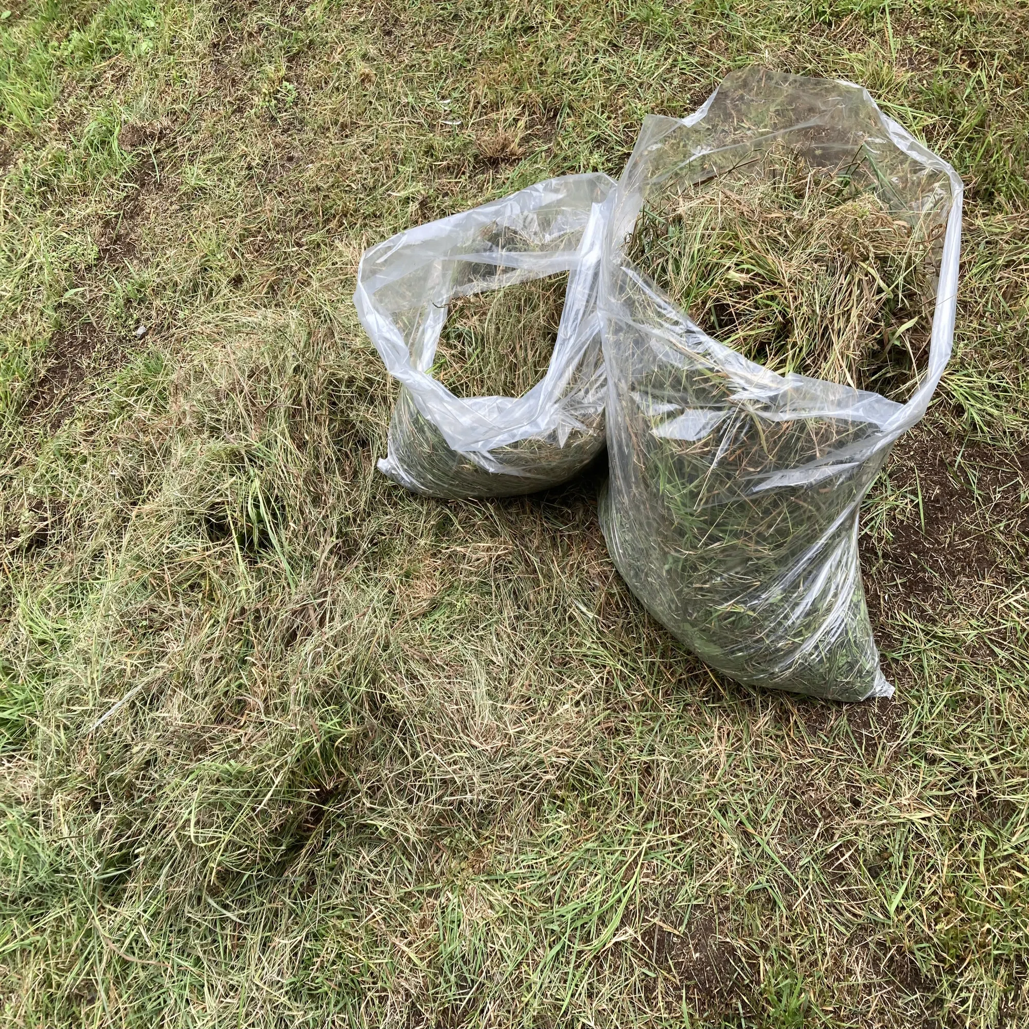 不屈の心、それは雑草魂【たまには挫けてくださいよ・・・雑草駆除は