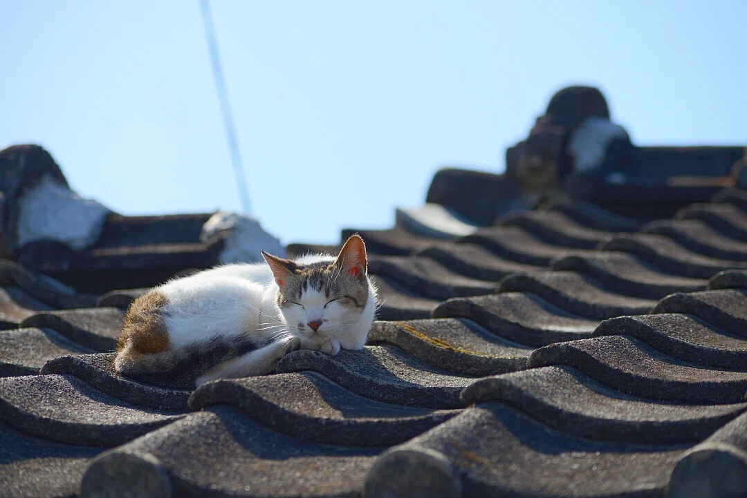 猫になったら」｜猫島警部