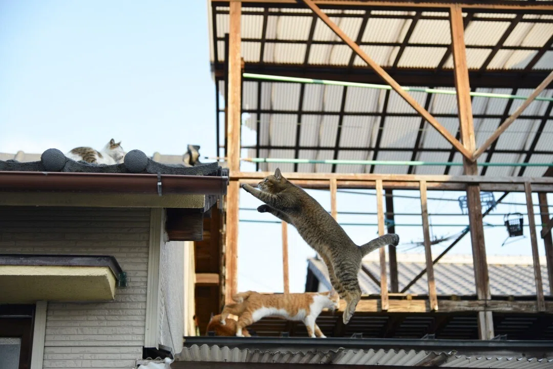 長屋の猫たち」｜猫島警部