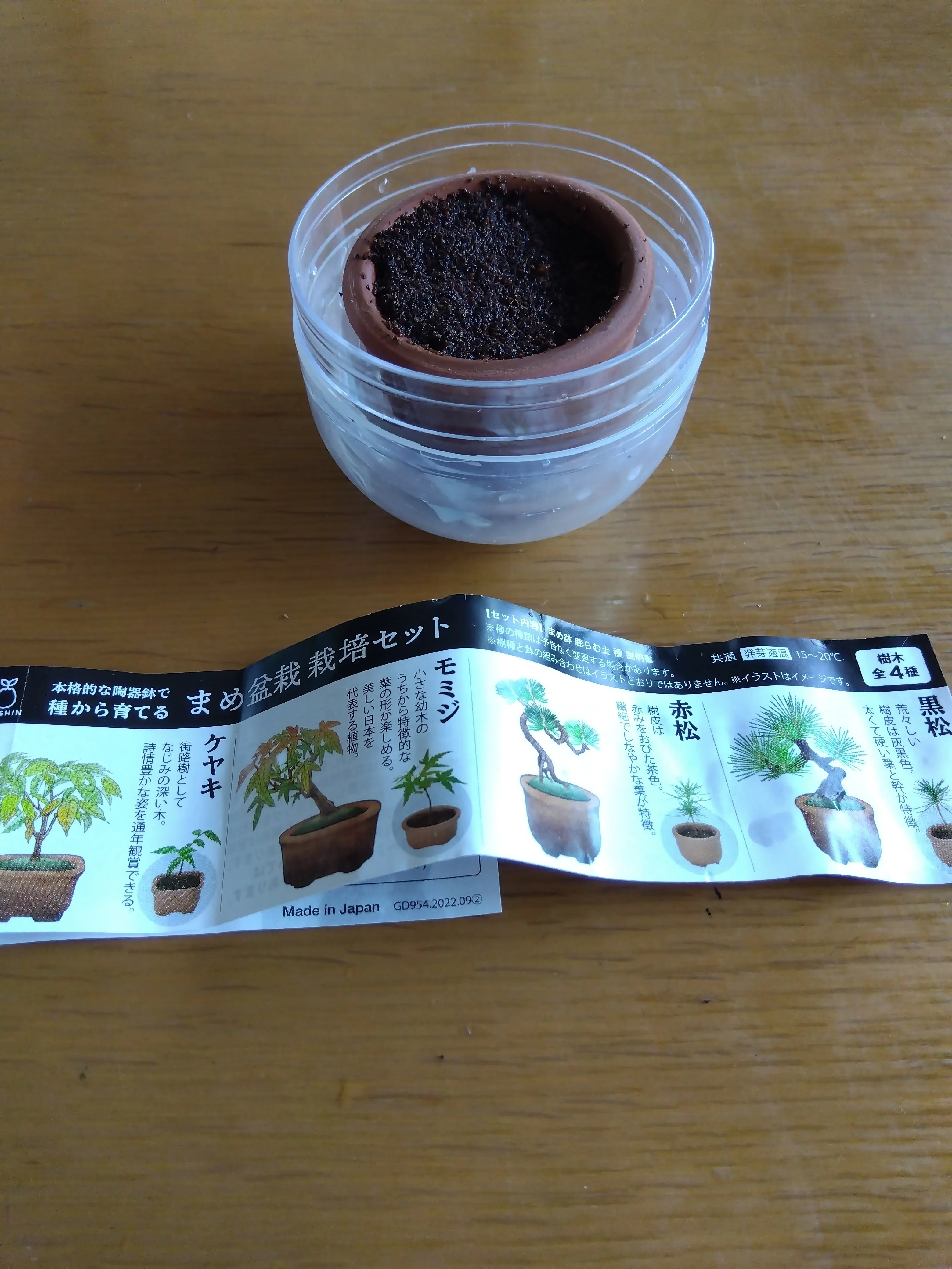 まめ盆栽を育てています｜のりりん