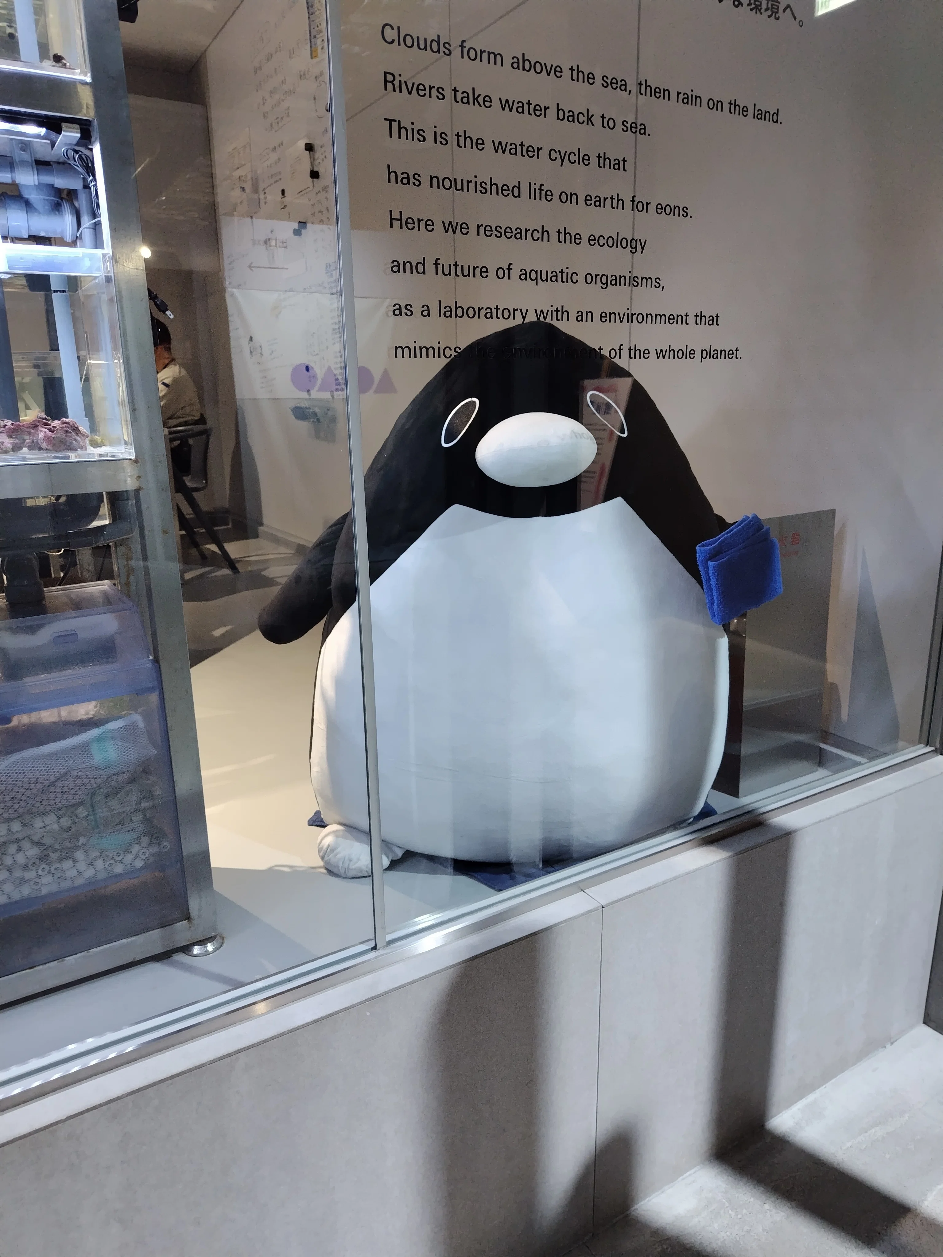 今日のペンギン｜常夏みかん