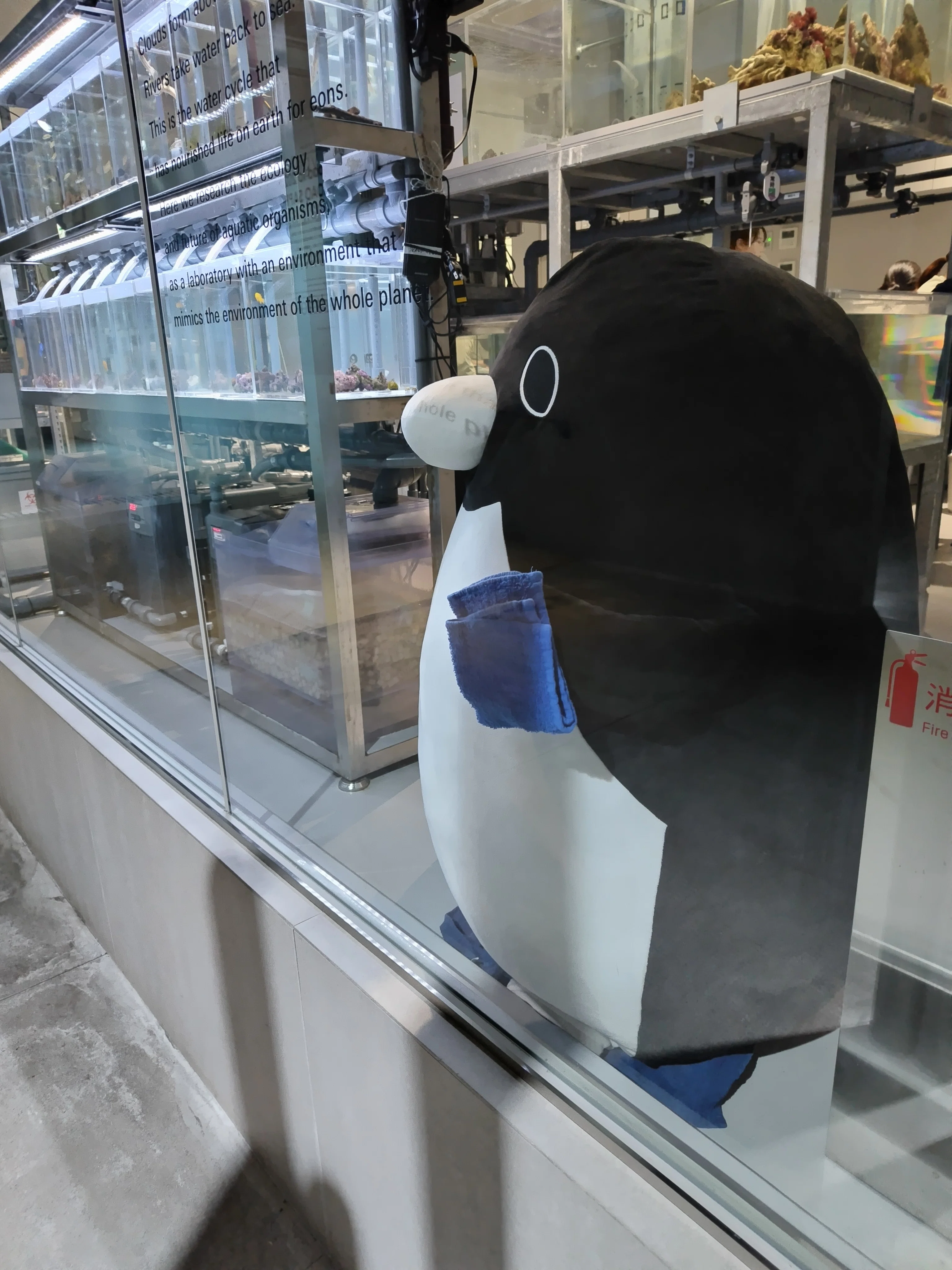 今日のペンギン｜常夏みかん