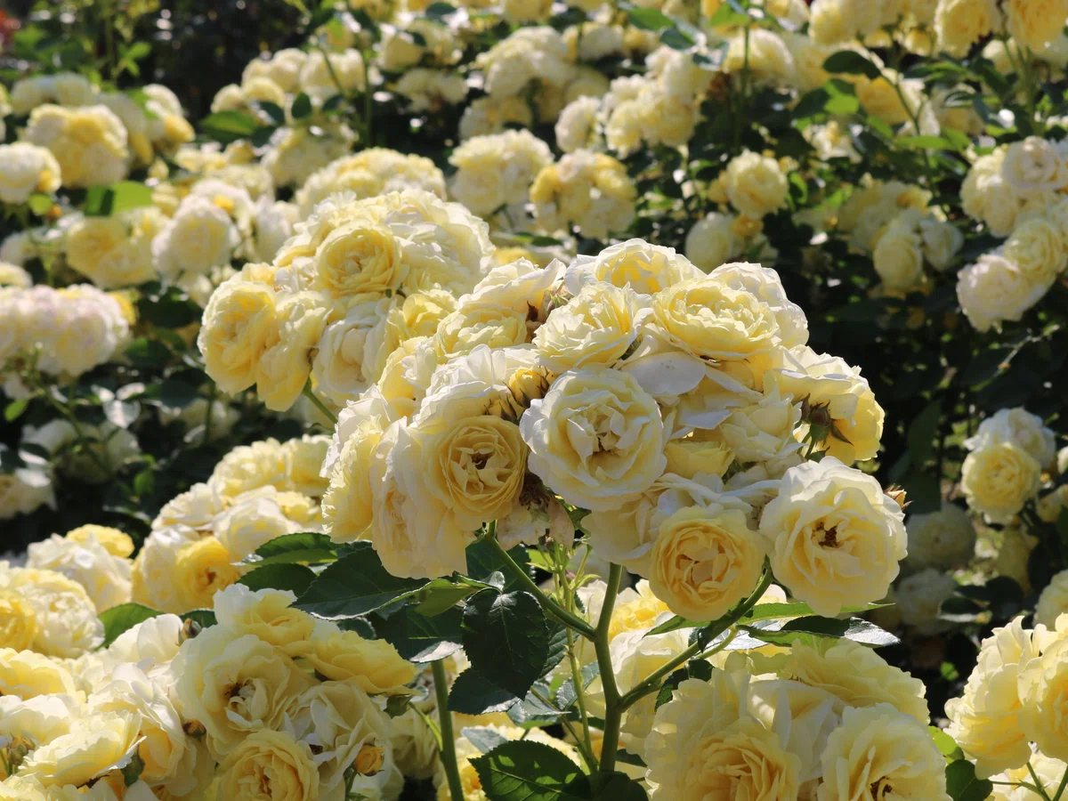 気づけばバラの時期。初夏真っ只中の花撮影｜こはるおと