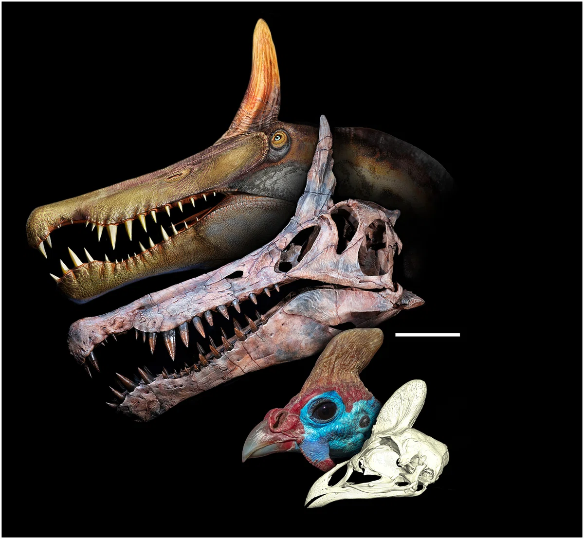 スピノサウルスの頸椎の化石　モロッコ　恐竜/ アロサウルス　ティラノサウルス 徒然恐竜語り スピノサウルス科絶滅の謎｜冠龍
