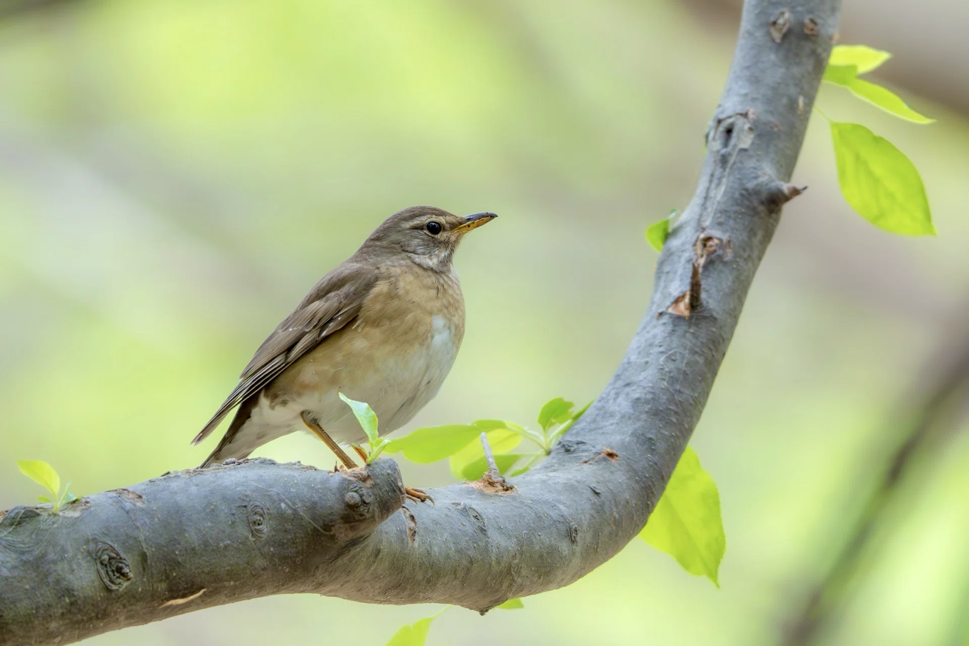 2026年5月の野鳥観察 森林編 補遺｜TOLIMAN Hondα