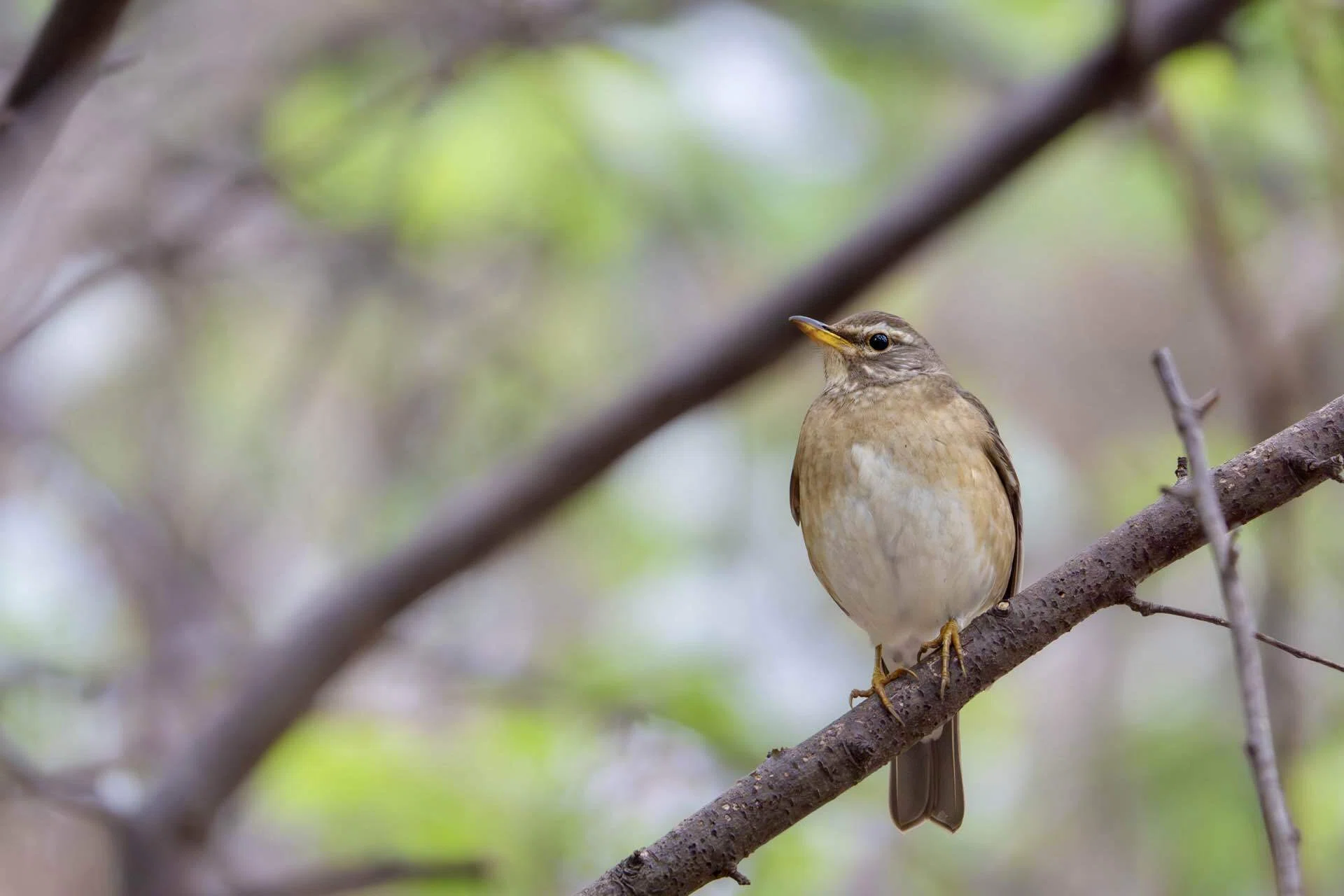 2026年5月の野鳥観察 森林編 補遺｜TOLIMAN Hondα