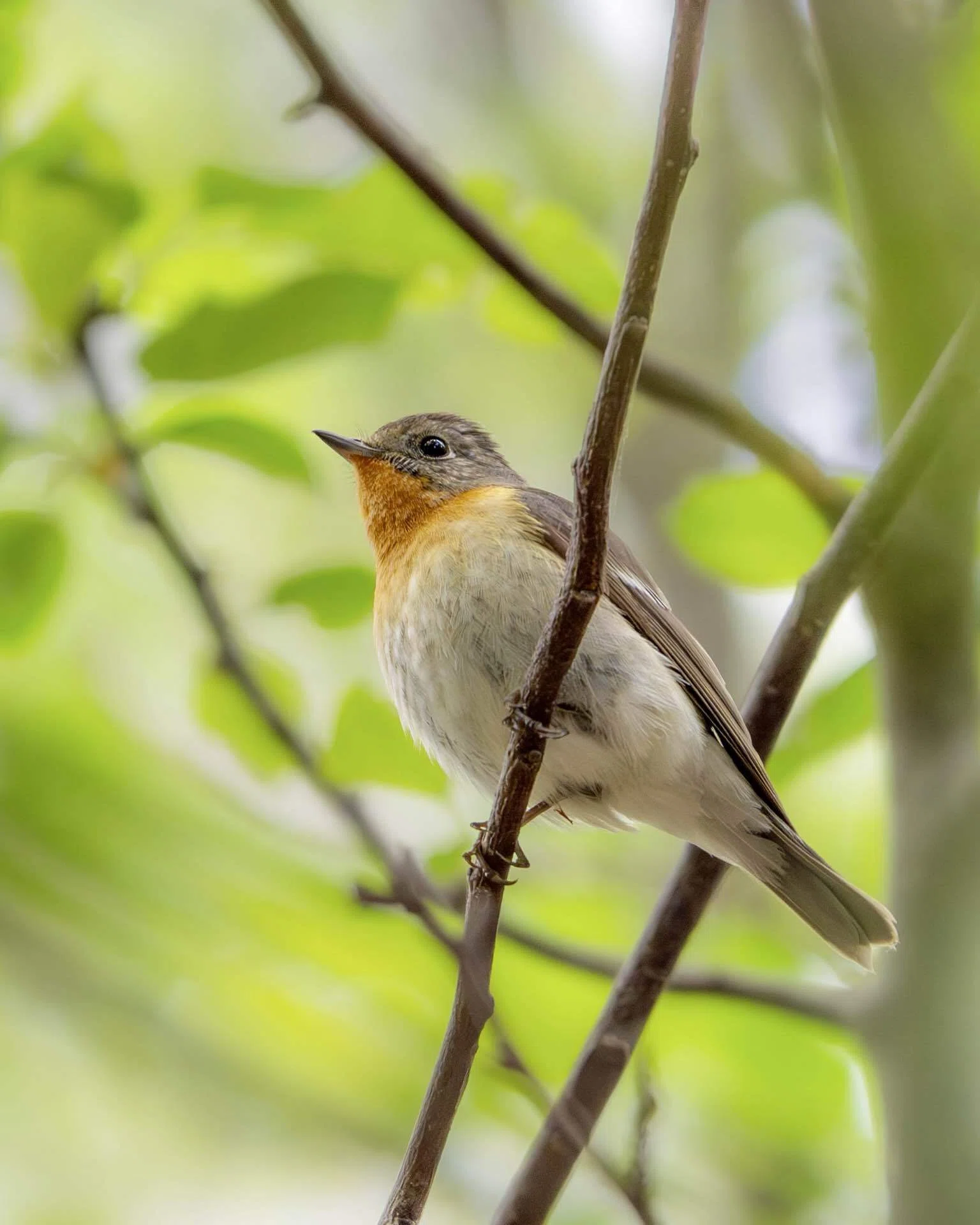 2026年5月の野鳥観察 森林編 補遺｜TOLIMAN Hondα
