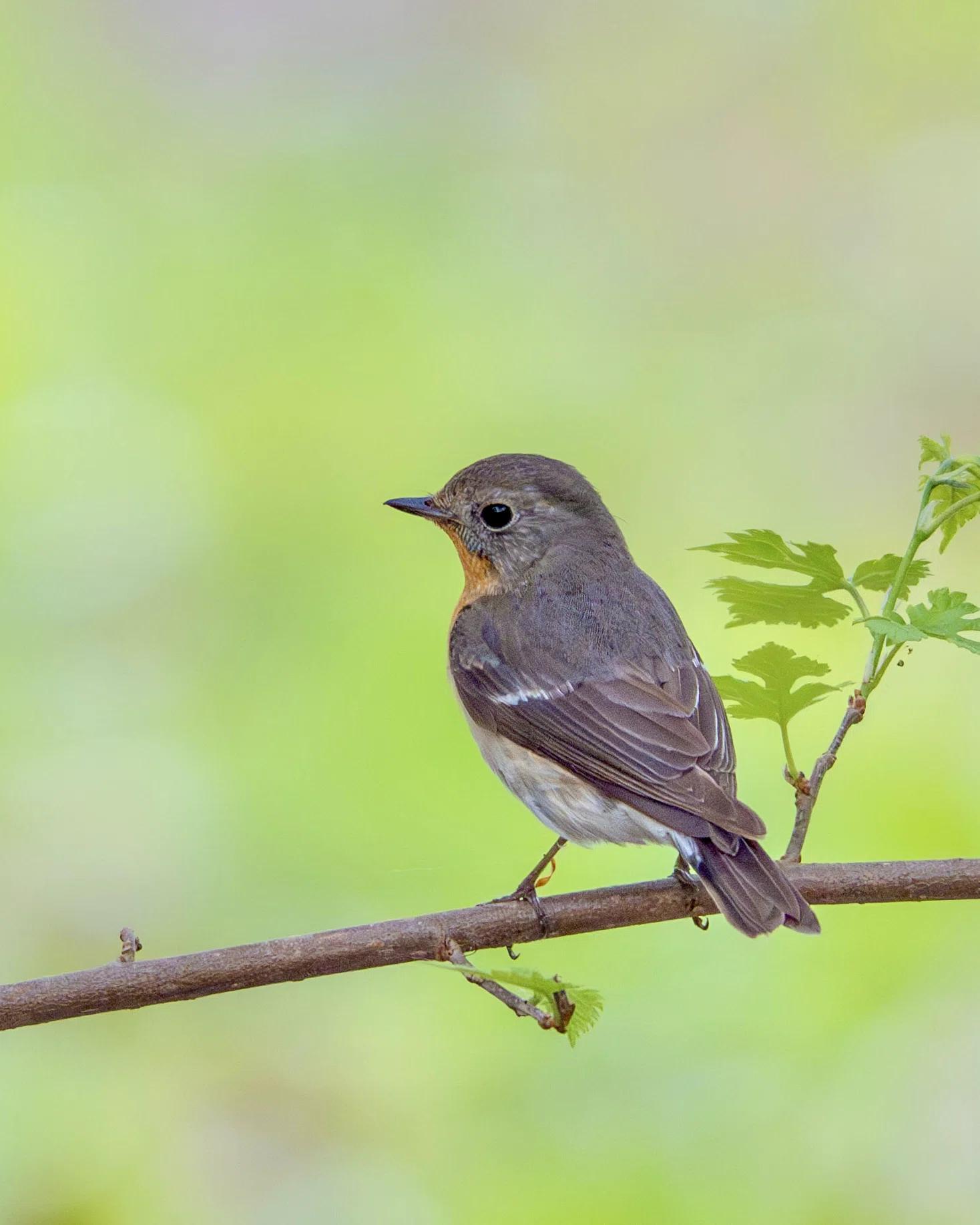 2026年5月の野鳥観察 森林編 補遺｜TOLIMAN Hondα