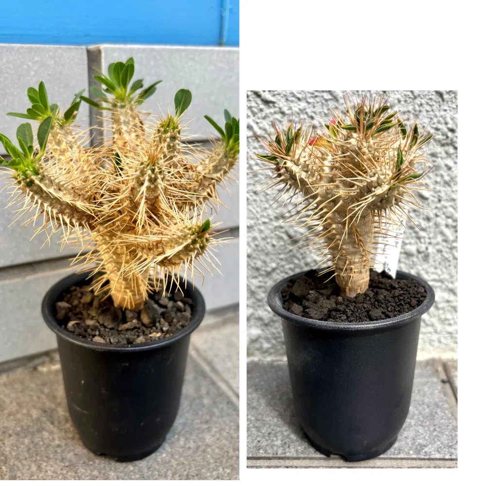 ユーフォルビア|ギラウミニアナ|🦔｜cova 塊根植物に沼った美容師の独り言