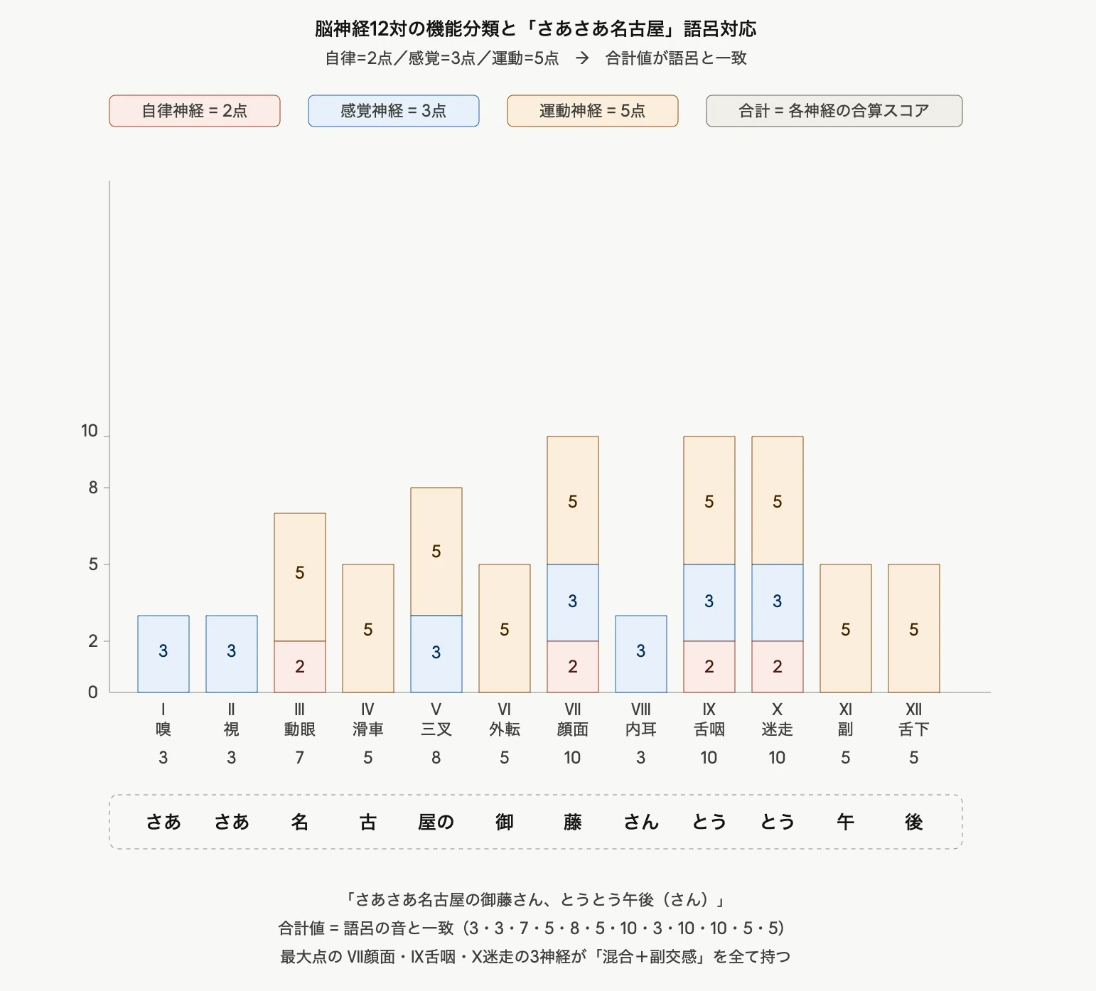 基礎医学勉強法シリーズ】第4回神経解剖①｜脳神経12本を完全制覇する