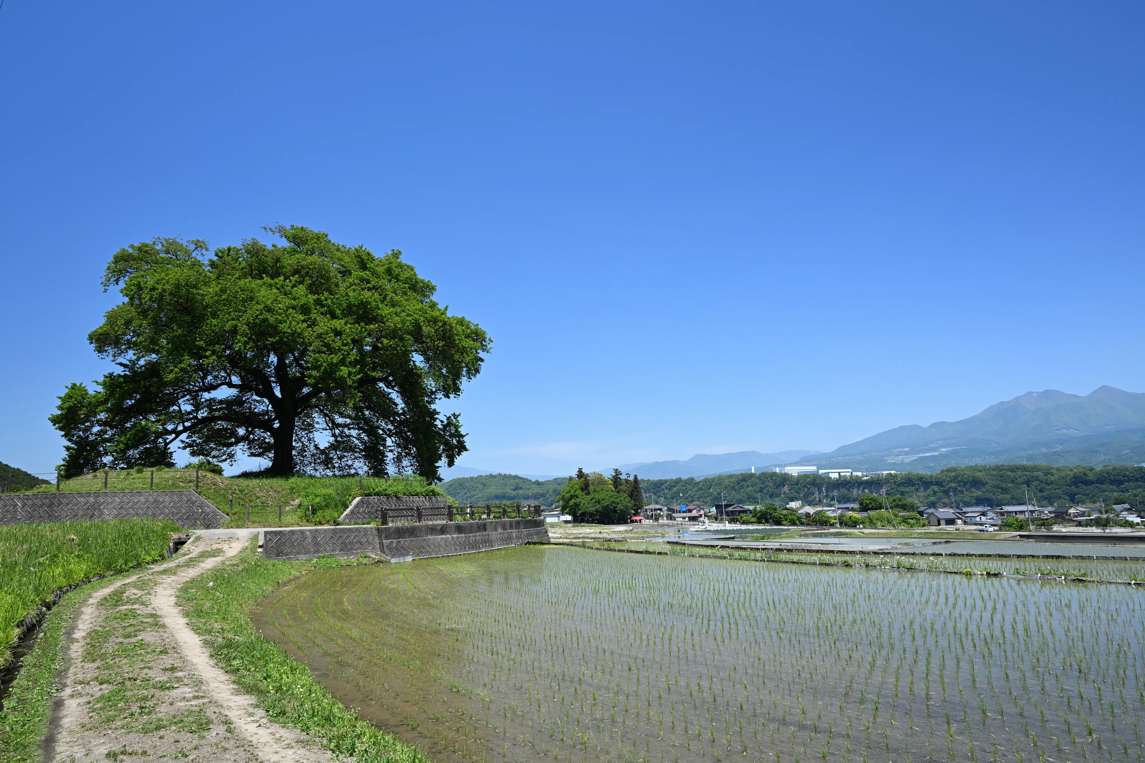 水田に映る新緑のわに塚の桜を撮りに行った話｜VINCENT2GB