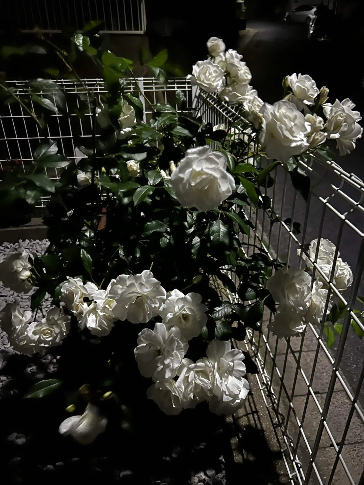 庭いじり04｜Crapappa