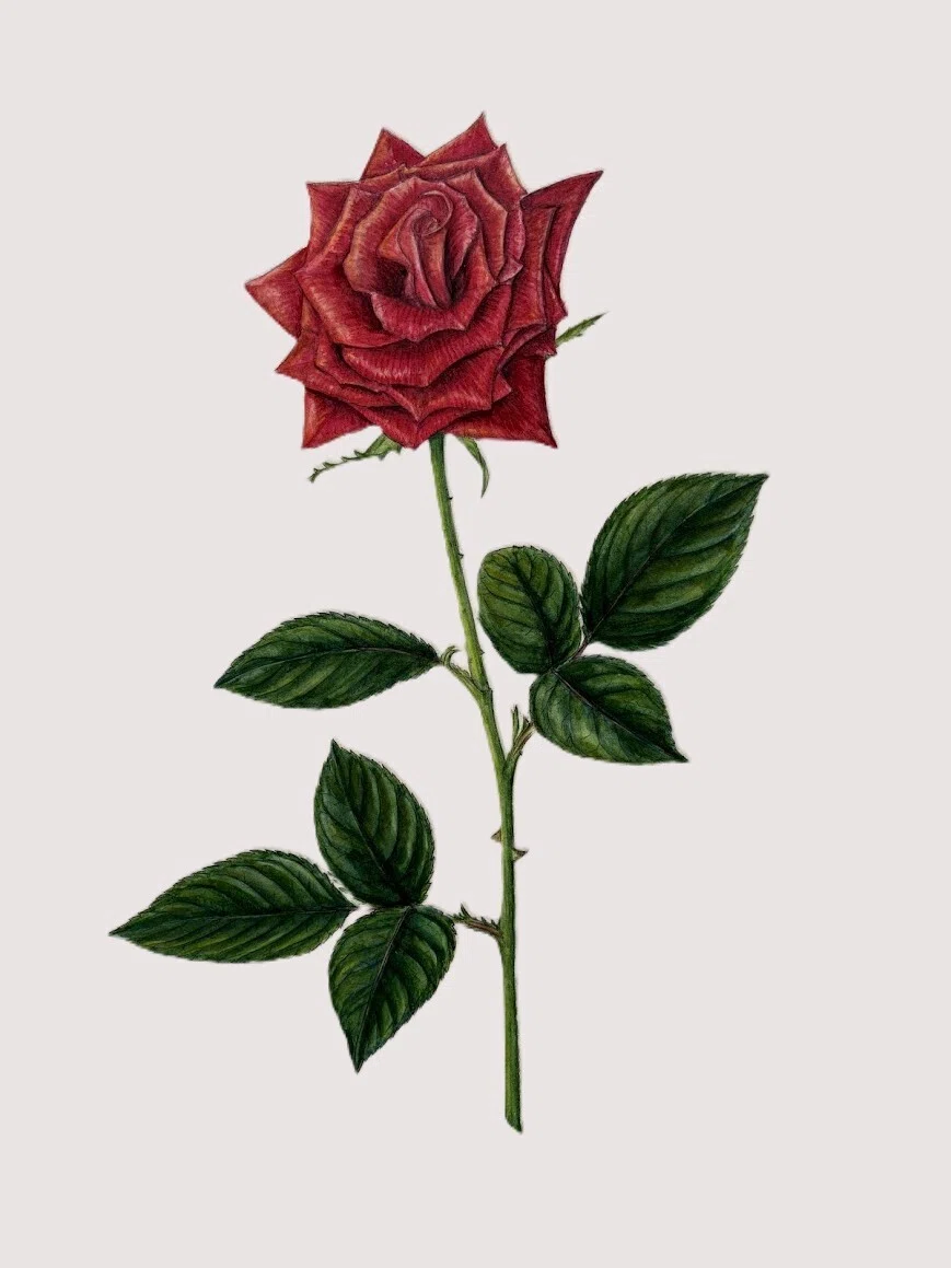 植物画・ボタニカルアート】薔薇はやっぱり美しい④深紅のバラに込める