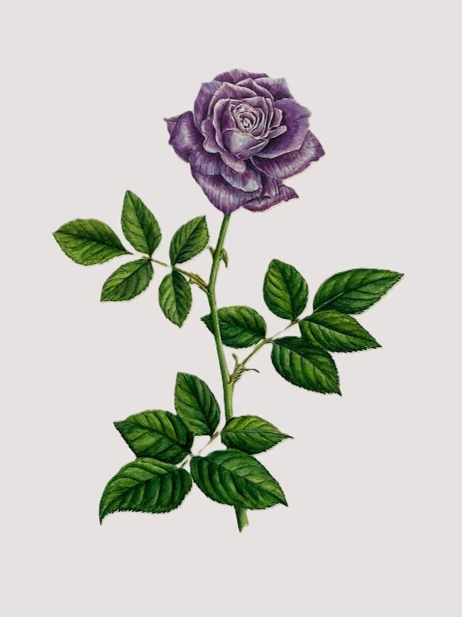 植物画・ボタニカルアート】薔薇はやっぱり美しい⑤気品ある紫のバラ