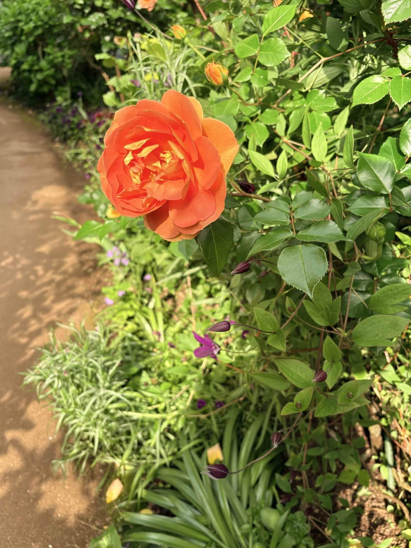 3つだけ選んで、と言われたら薔薇がちゃんと見えてきた｜神山さく