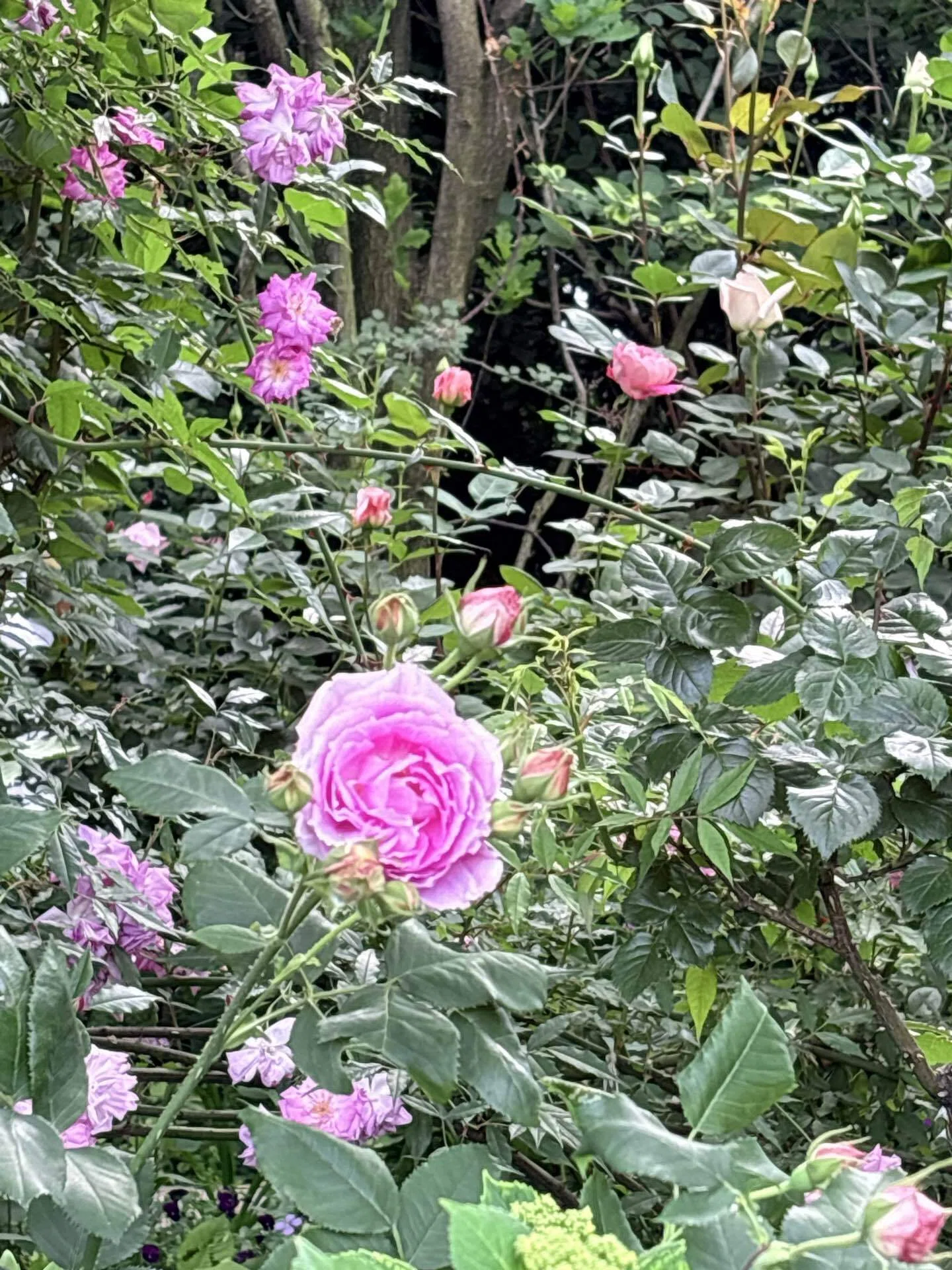3つだけ選んで、と言われたら薔薇がちゃんと見えてきた｜神山さく