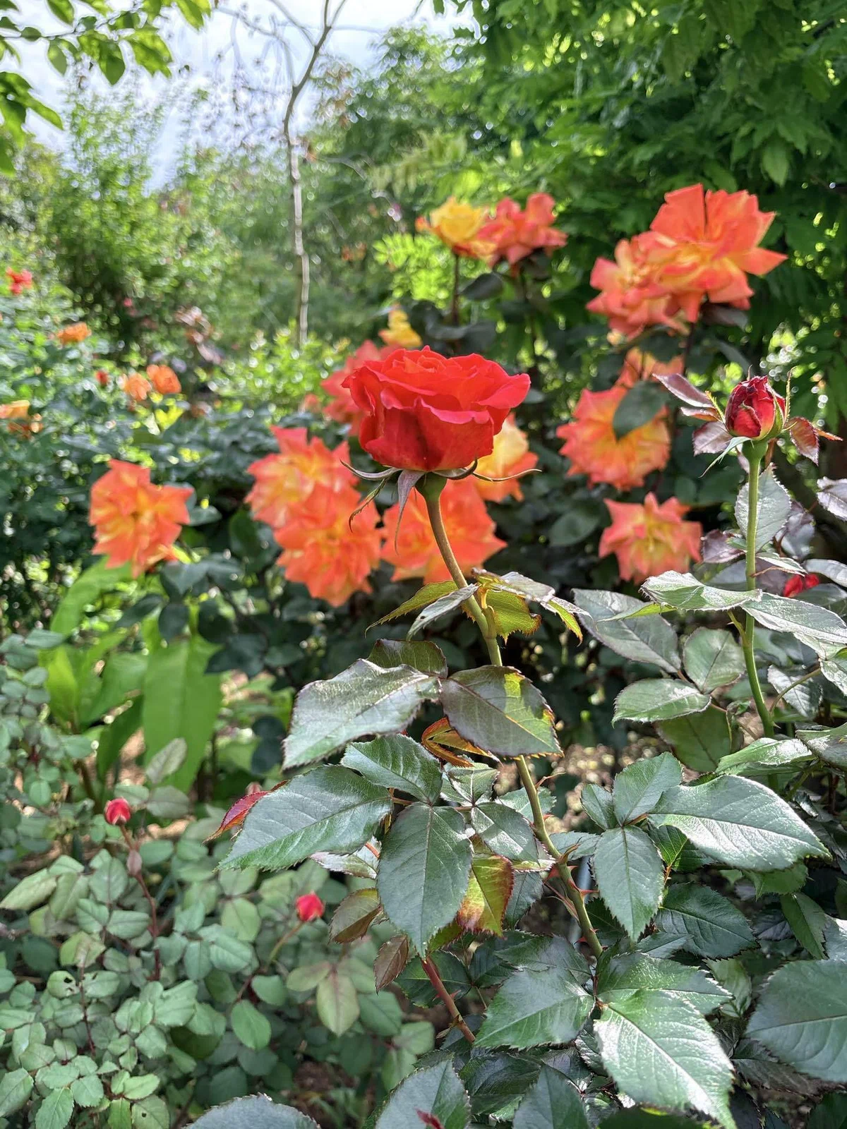 When I was told to pick just three, the roses finally came into view｜神山さく