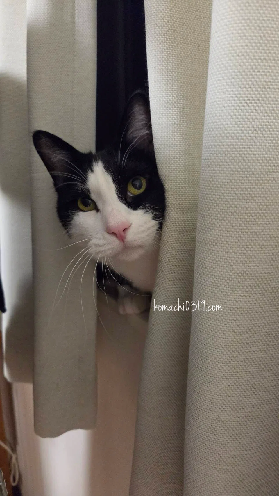 2026年5月18日 夜の猫達｜こまち