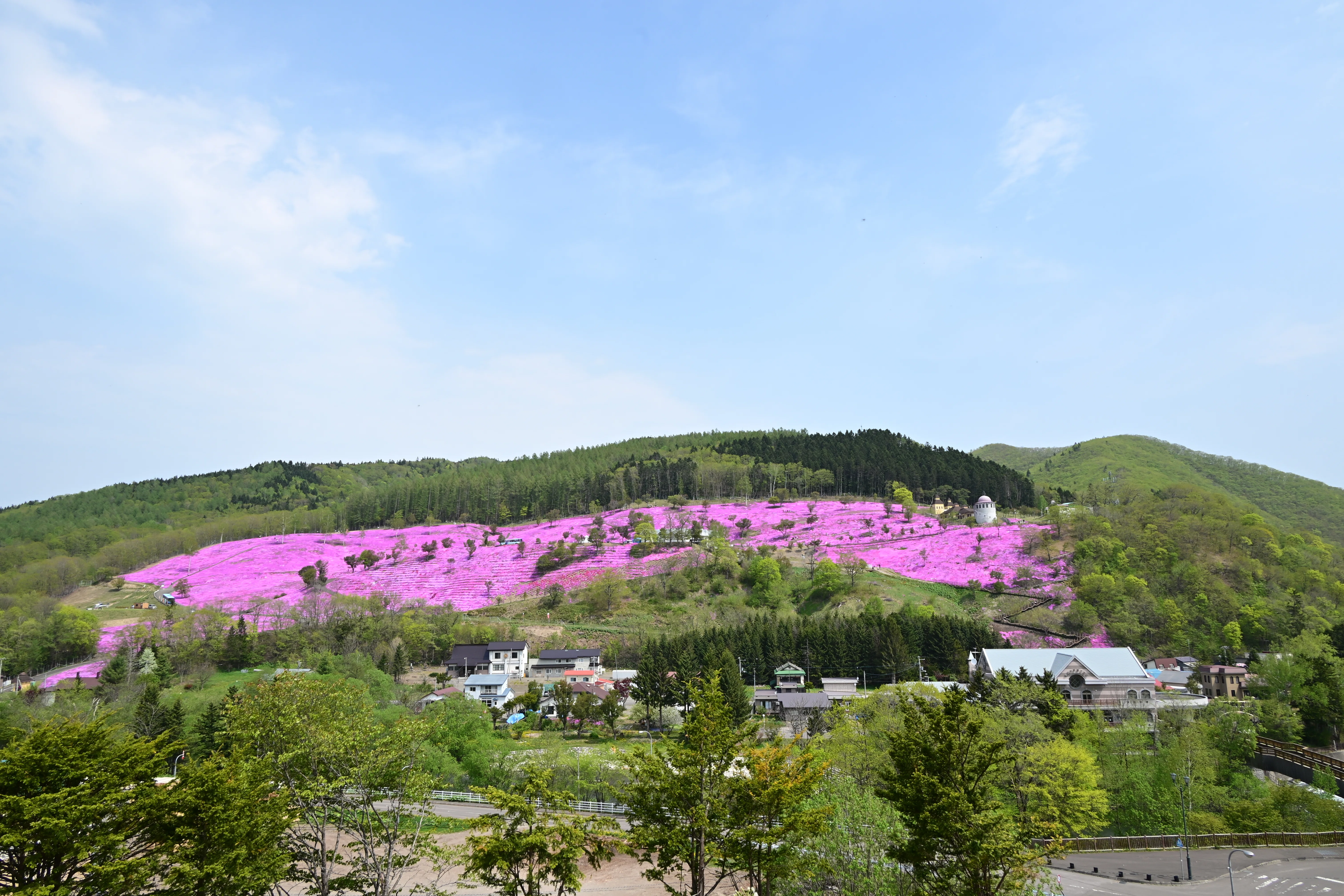 Z5II（と Z MC 105mm f/2.8 VR S）で春の花を撮る＃10（滝上町の芝