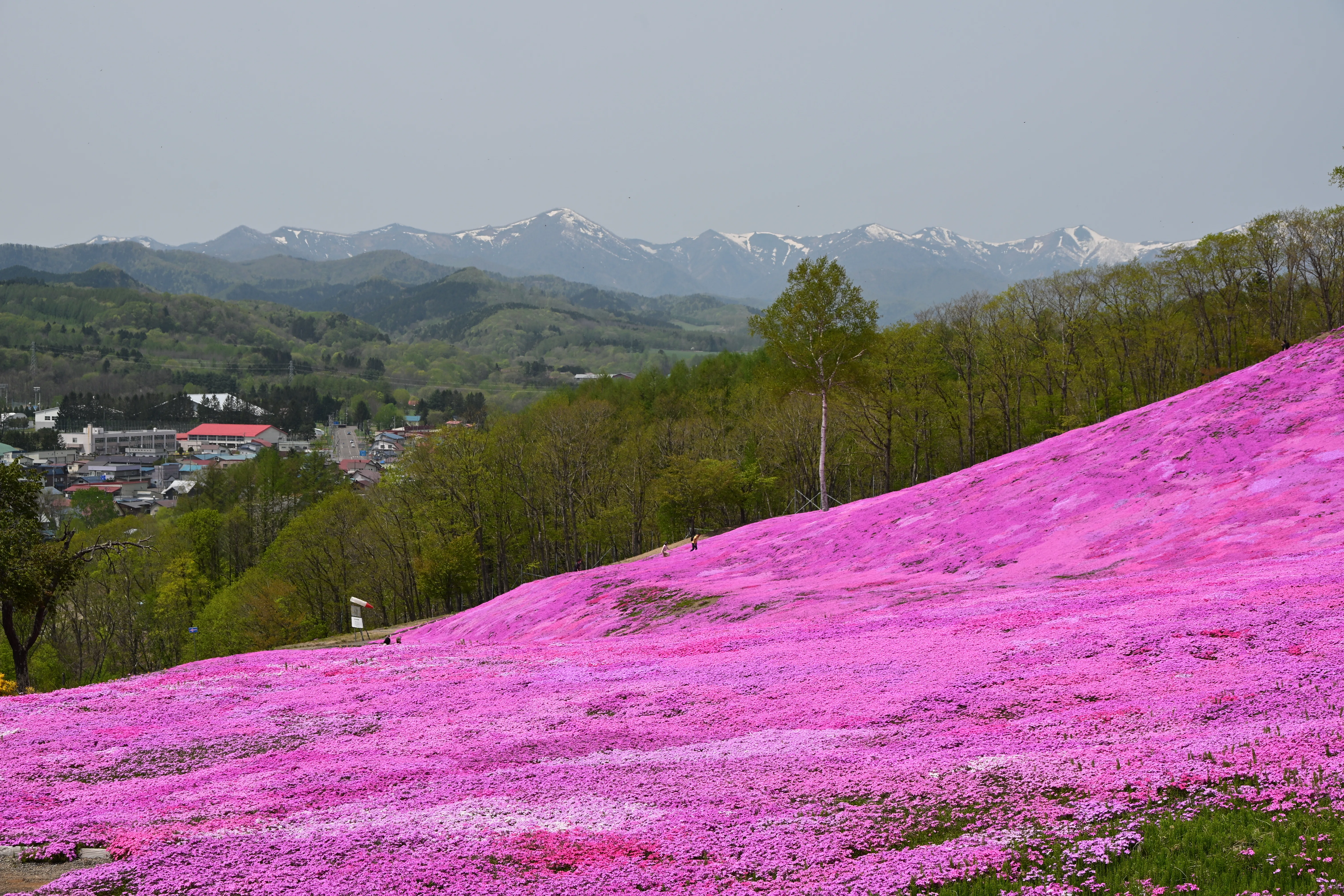 Z5II（と Z MC 105mm f/2.8 VR S）で春の花を撮る＃10（滝上町の芝