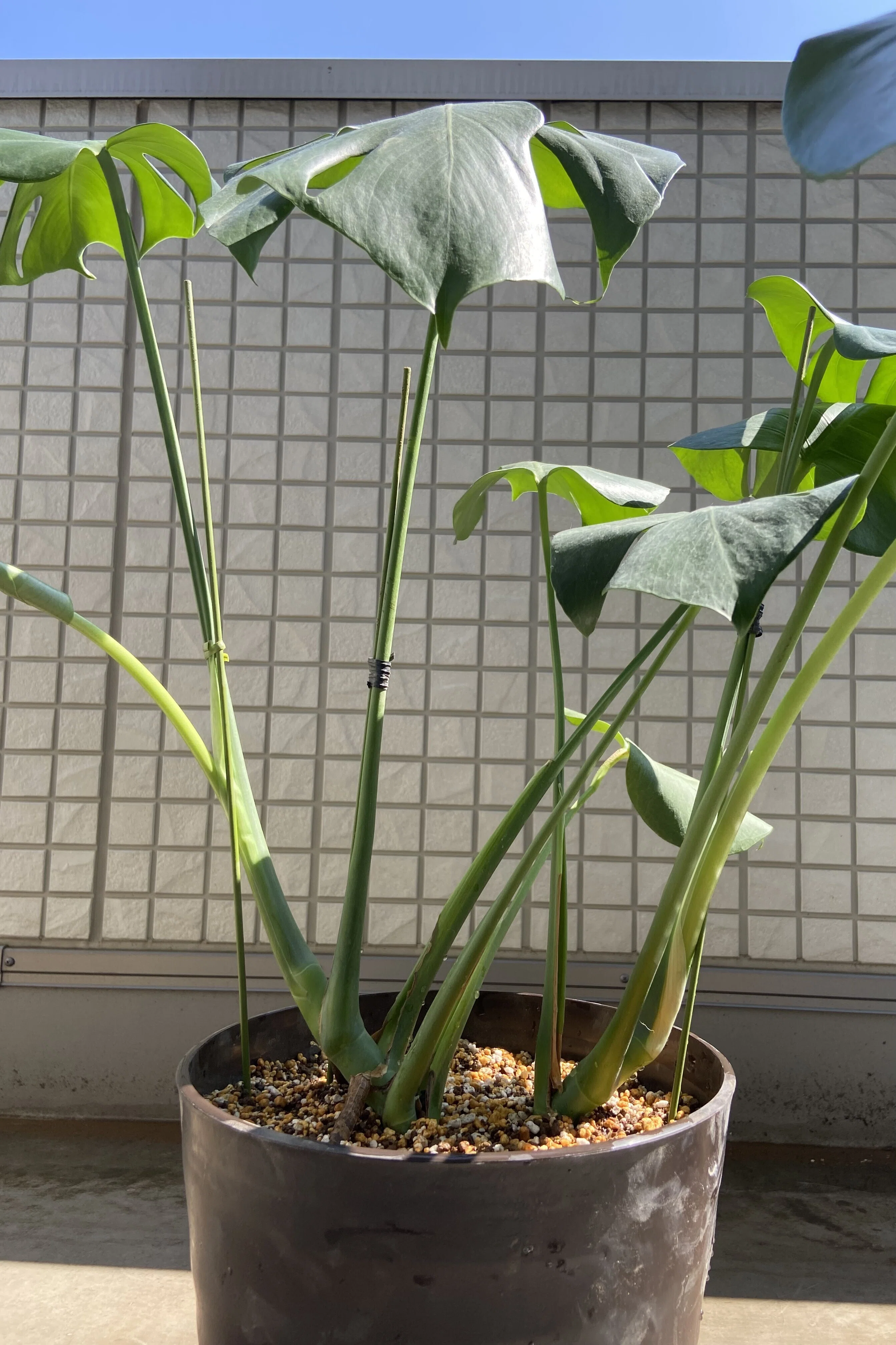 モンステラの植え替え🌱｜たけのこ@サイドFIRE準備中