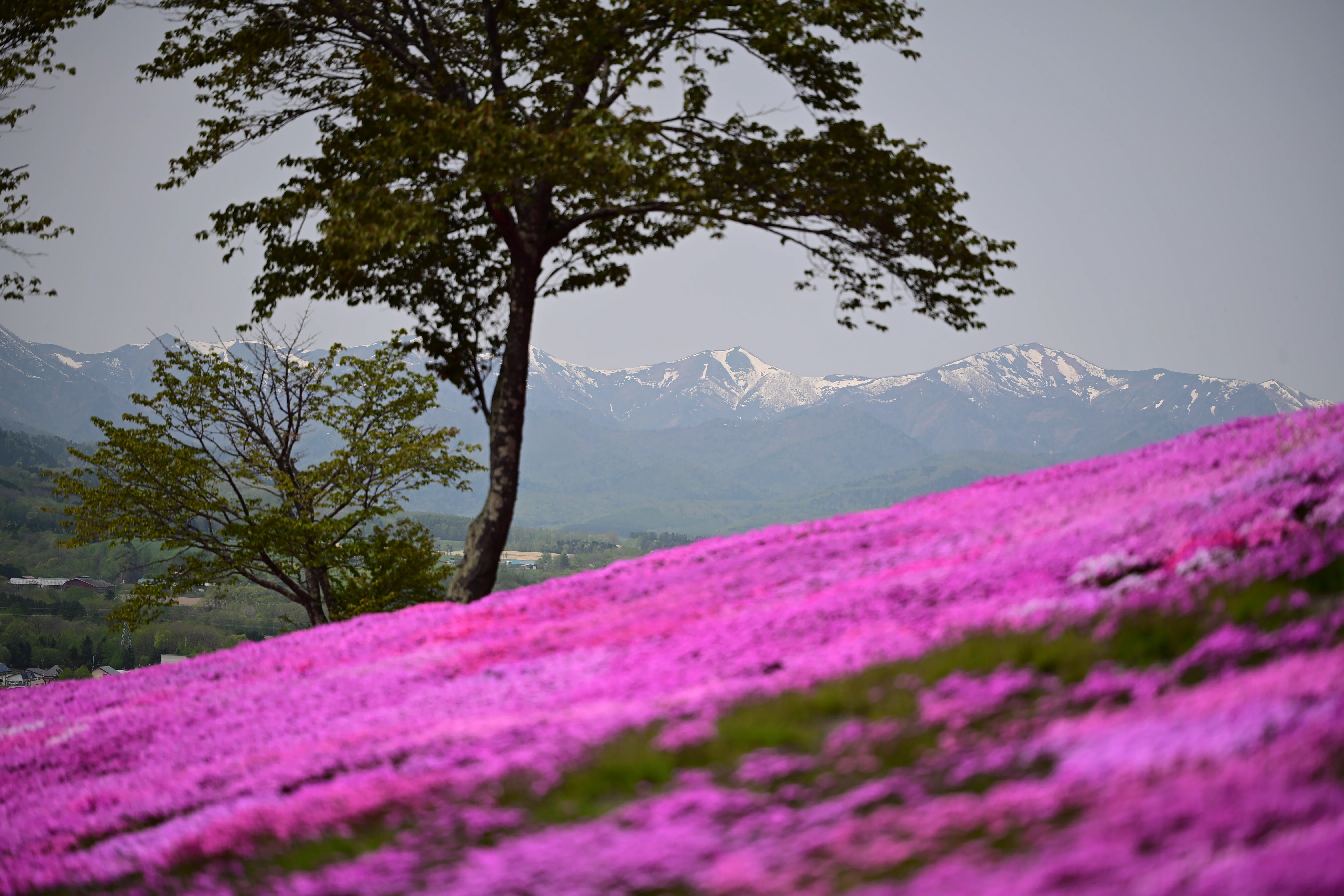 Z5II（と Z MC 105mm f/2.8 VR S）で春の花を撮る＃10（滝上町の芝
