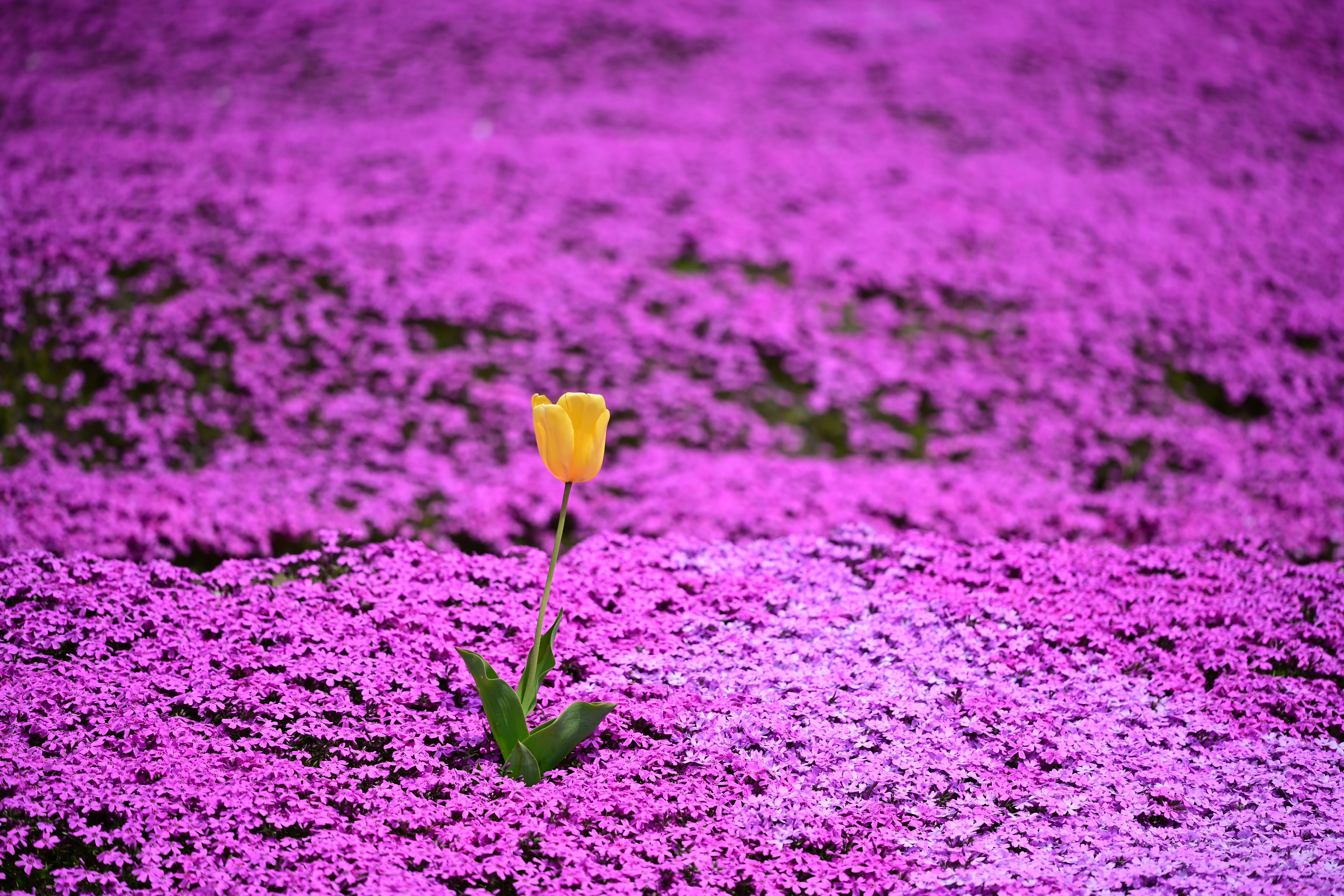 Z5II（と Z MC 105mm f/2.8 VR S）で春の花を撮る＃10（滝上町の芝