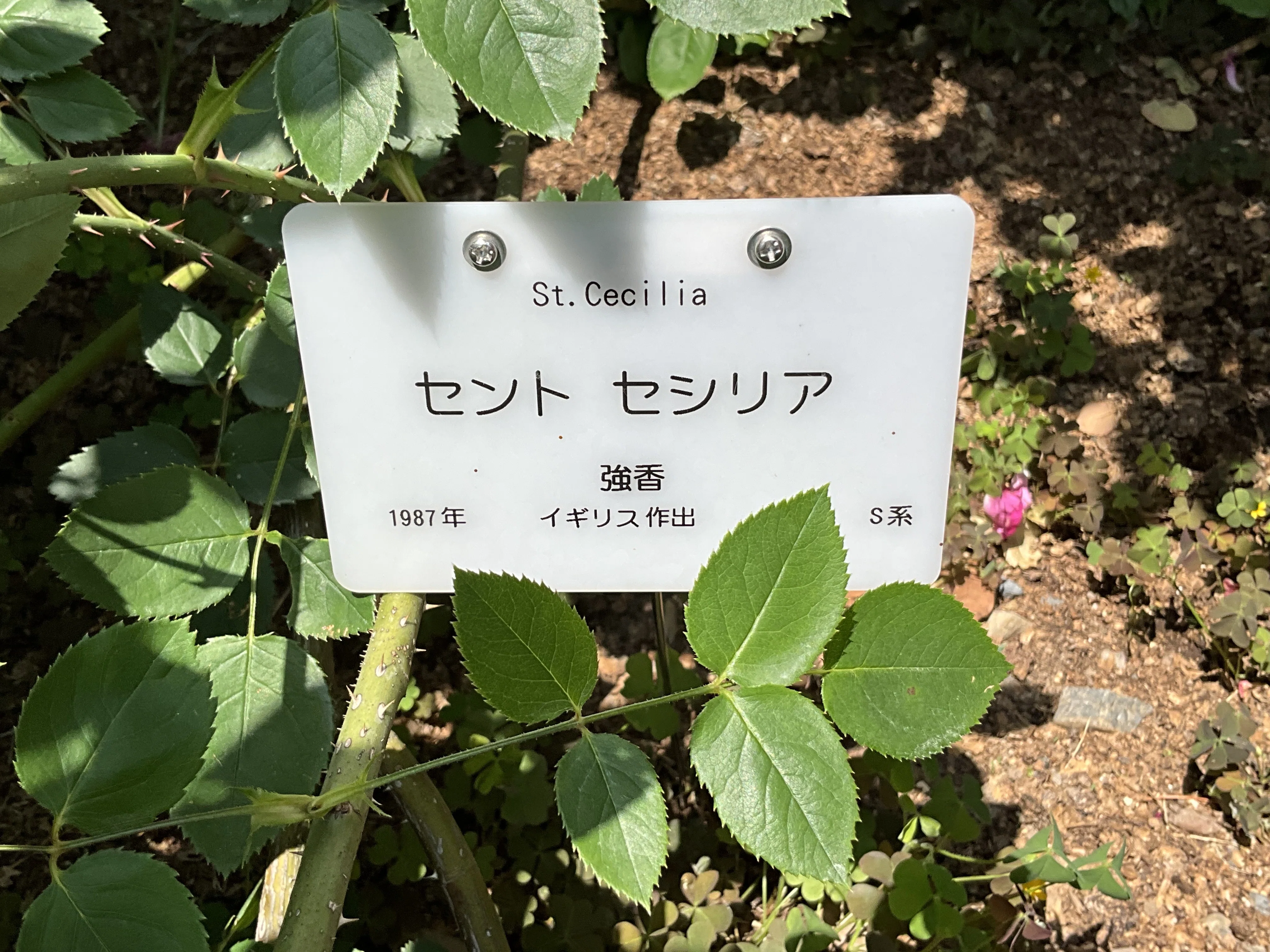 セント・セシリア（京都府立植物園）：2026年5月20日（水） ｜藤井秀昭