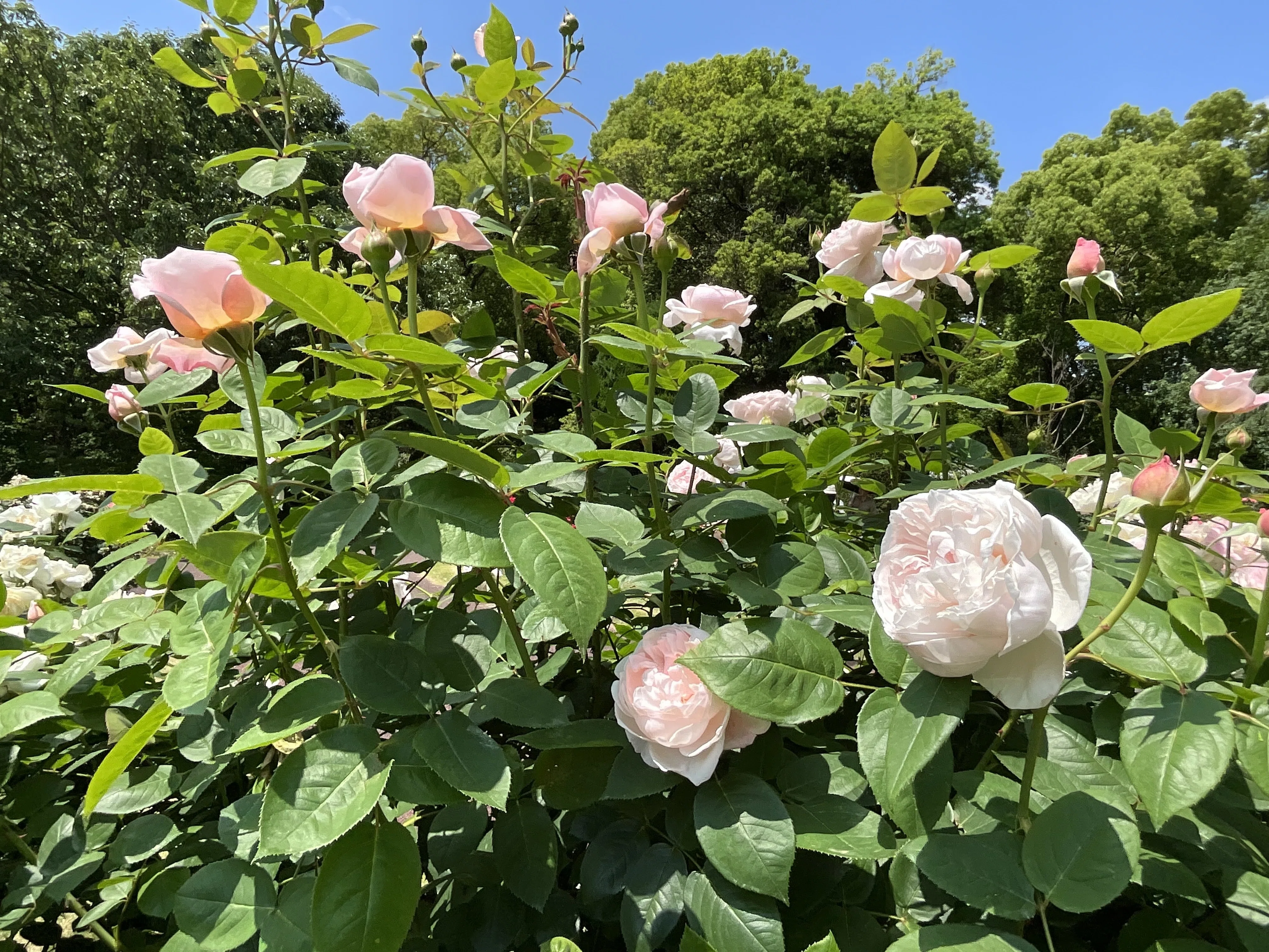 セント・セシリア（京都府立植物園）：2026年5月20日（水） ｜藤井秀昭