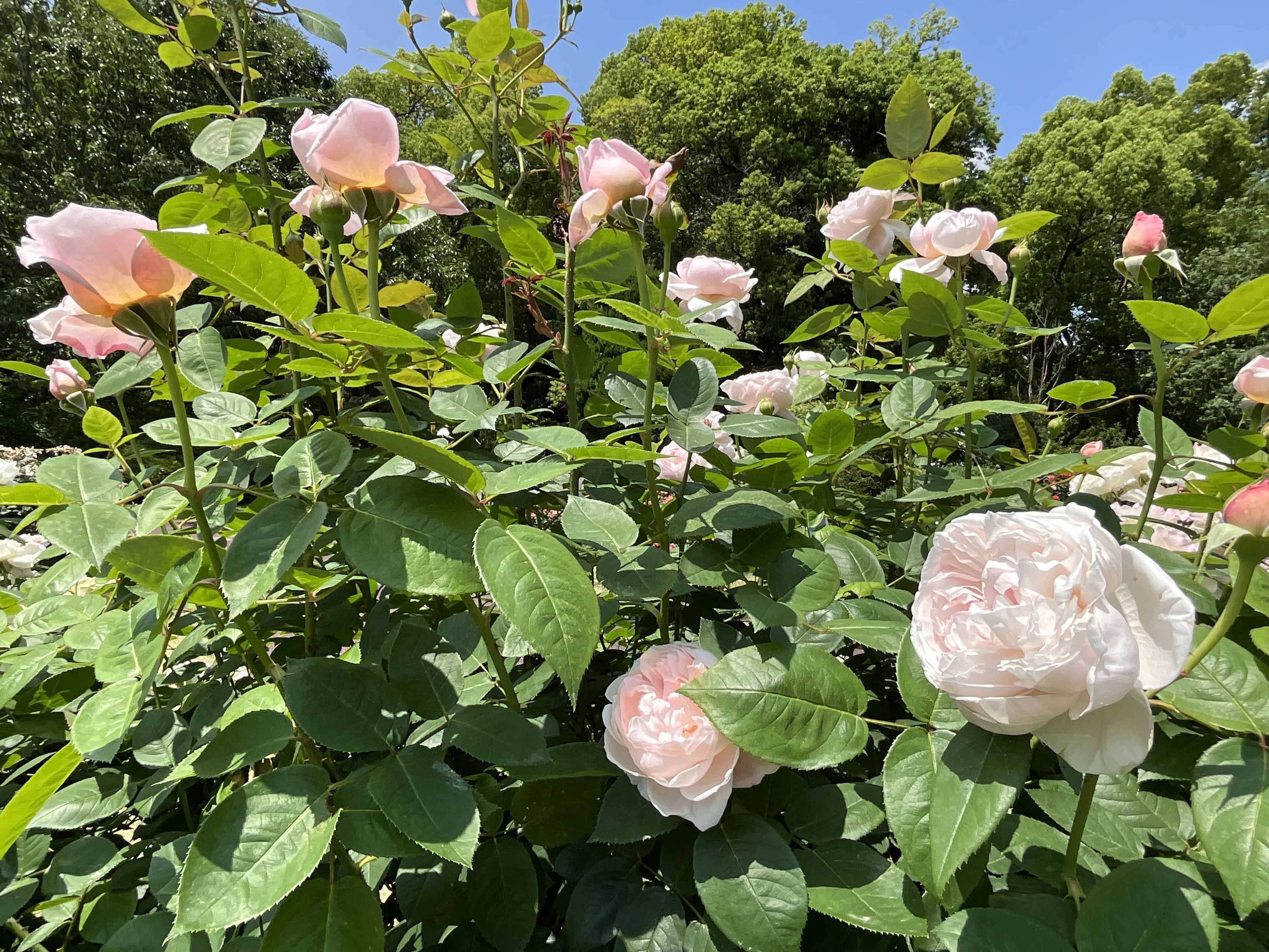 セント・セシリア（京都府立植物園）：2026年5月20日（水） ｜藤井秀昭