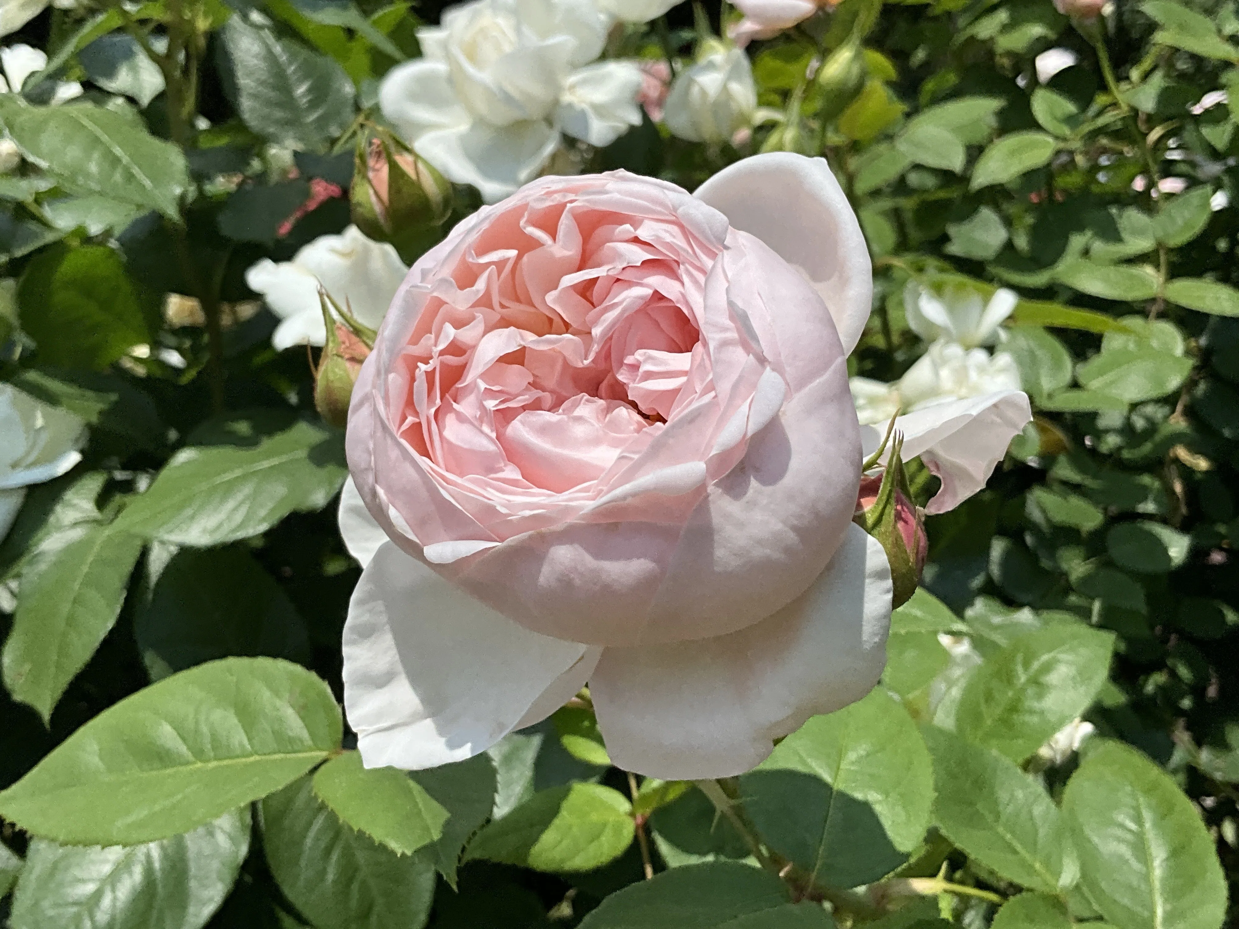 ナチュラルHaviland ローズセンティフォリア　19センチ　2枚 Haviland ローズセンティフォリア 19センチ 2枚セット 【公式通販】