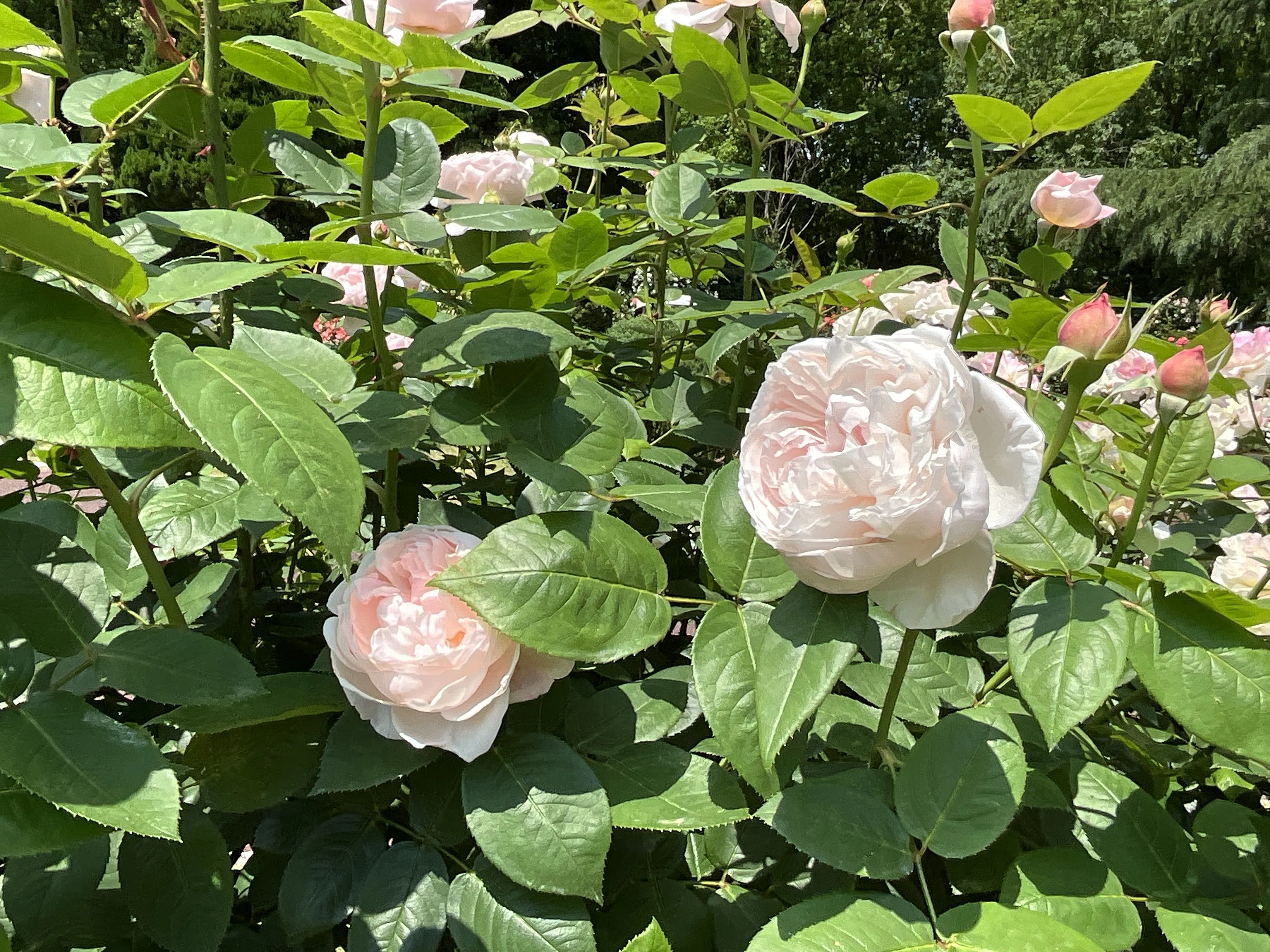 セント・セシリア（京都府立植物園）：2026年5月20日（水） ｜藤井秀昭