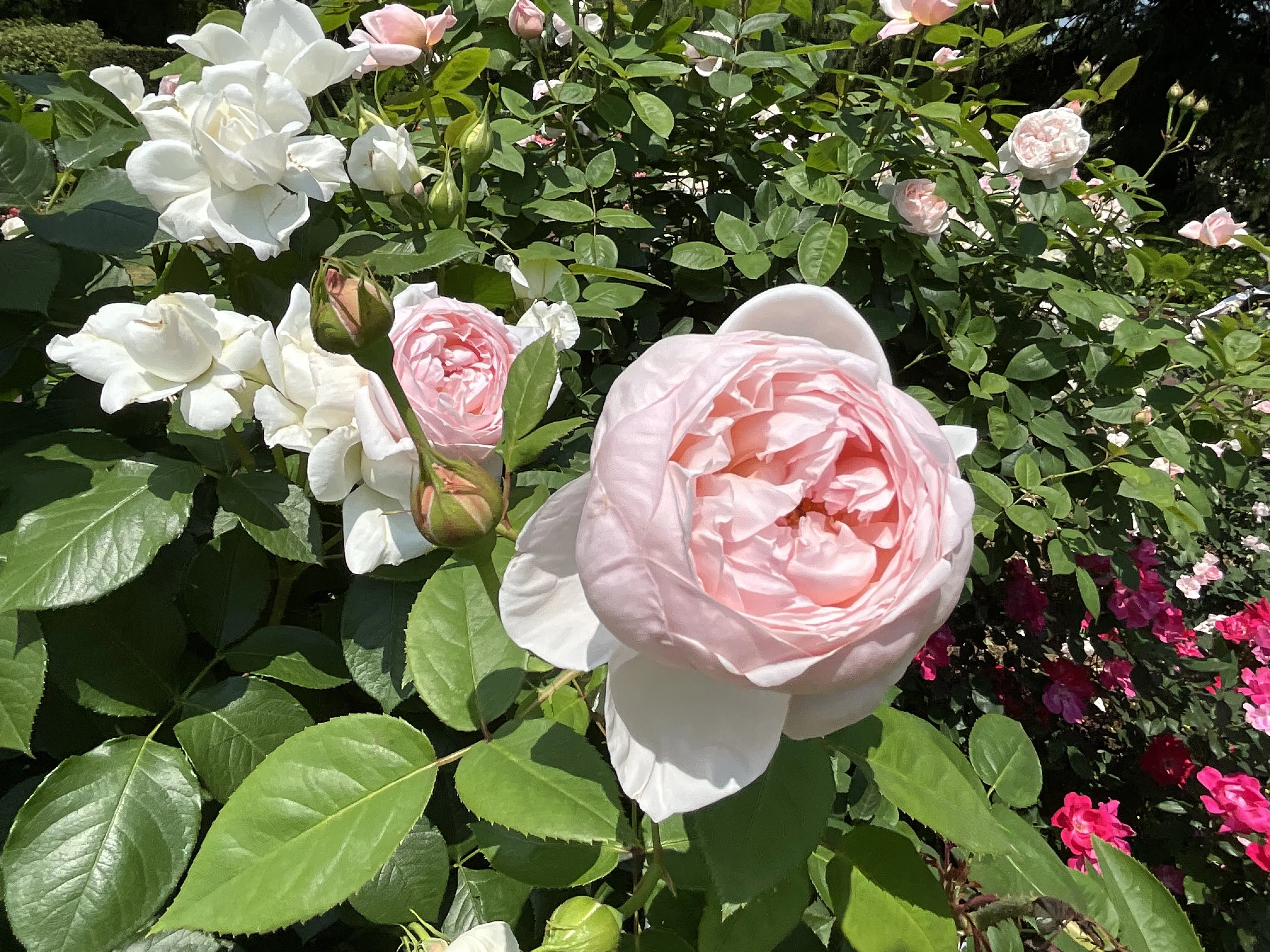セント・セシリア（京都府立植物園）：2026年5月20日（水） ｜藤井秀昭