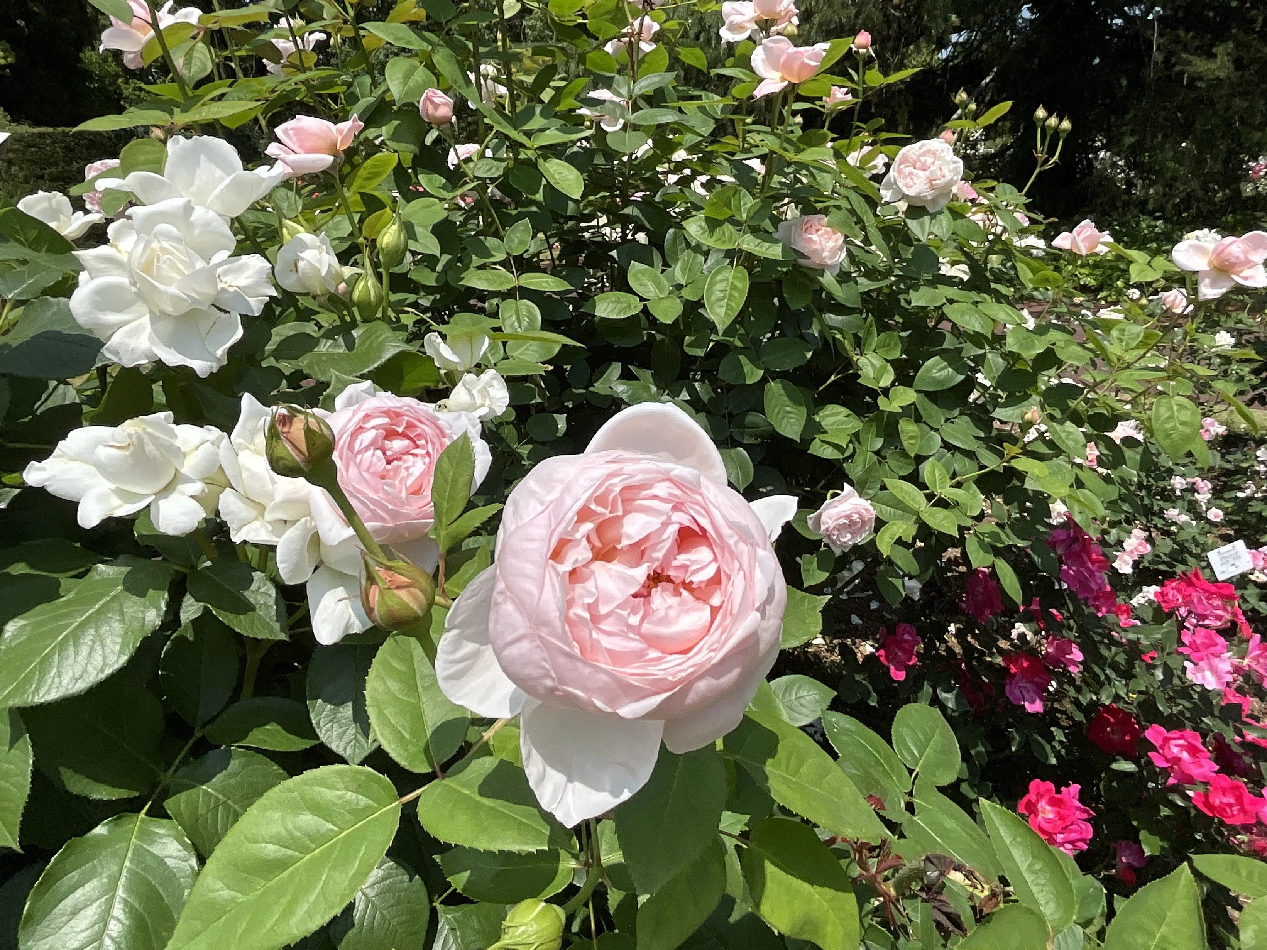 セント・セシリア（京都府立植物園）：2026年5月20日（水） ｜藤井秀昭