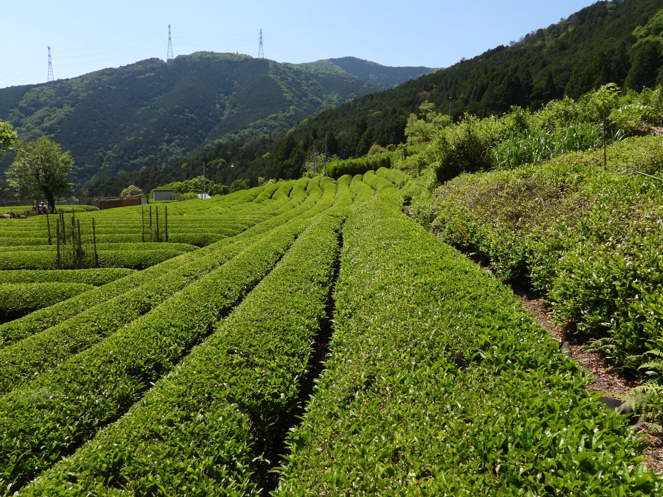 日本にも“マチュピチュ”があった。岐阜の山奥で出会った天空の茶畑