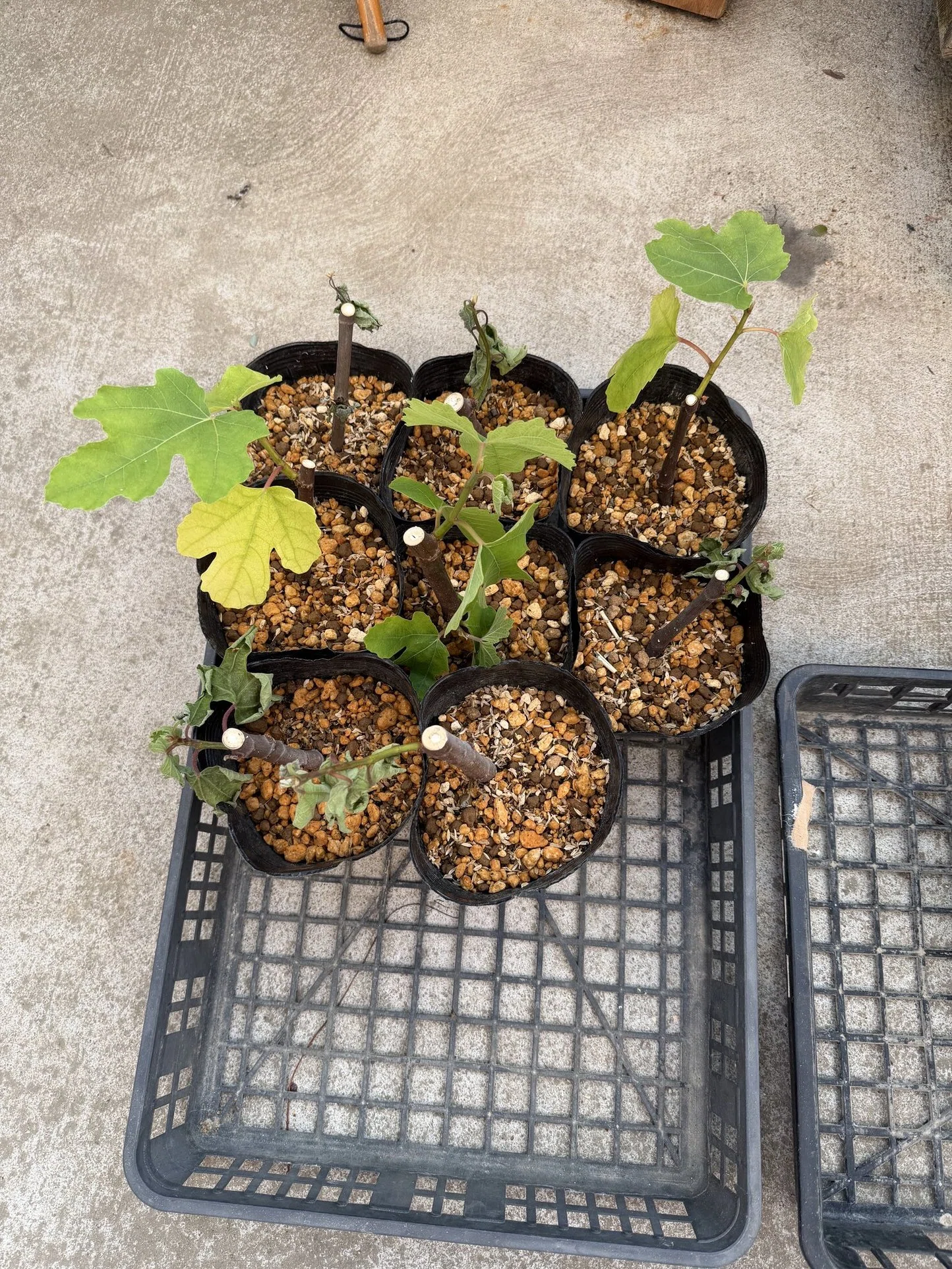 いちじくの挿し木植え替えでやらかした｜Hirokazu Nishi