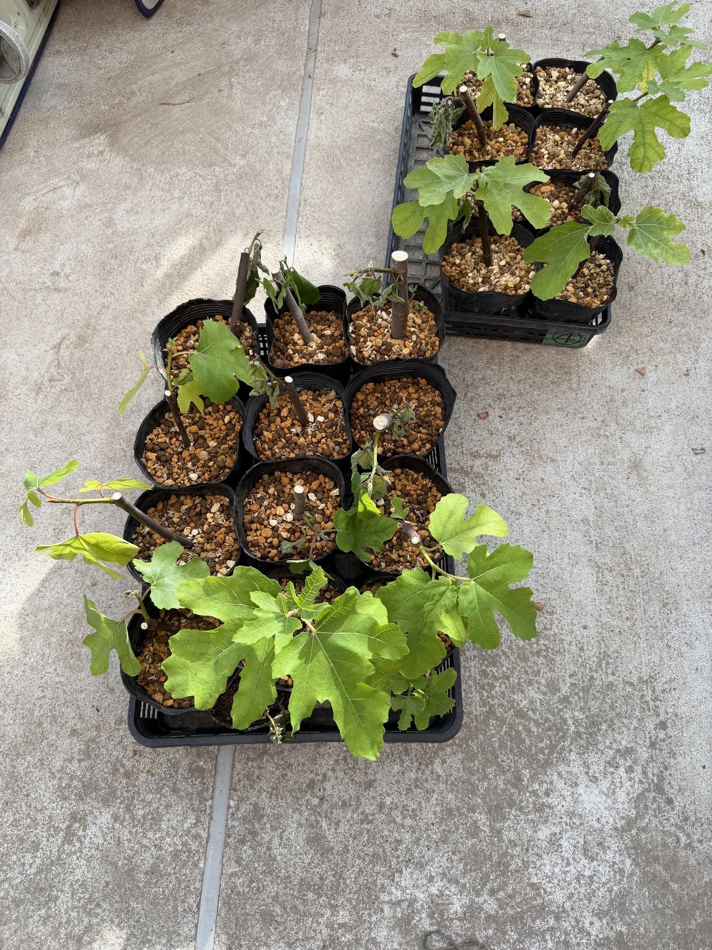 いちじくの挿し木植え替えでやらかした｜Hirokazu Nishi
