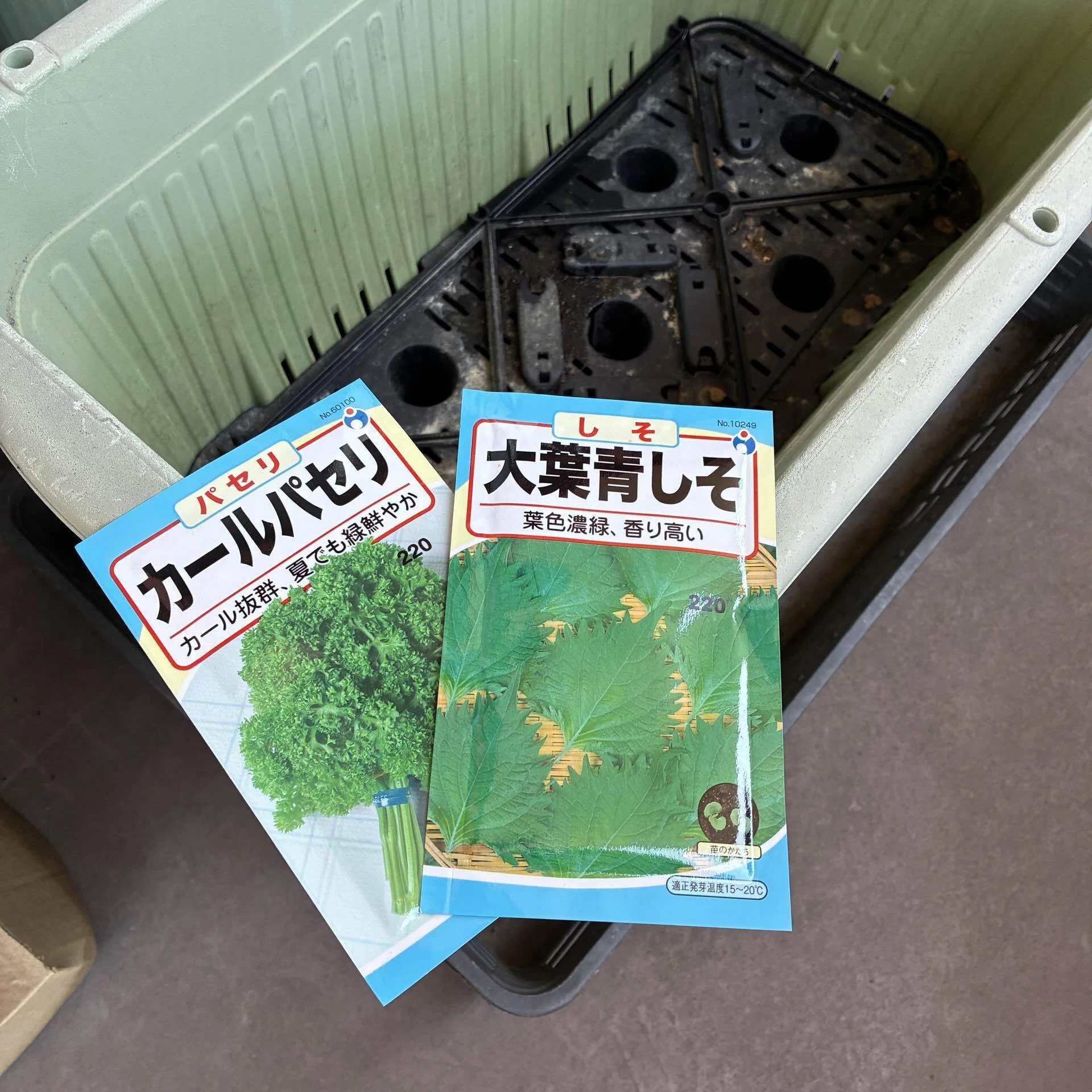 2週間経って、ようやく芽が出てきた｜めがねの整体師オギさん｜KNEAD店主
