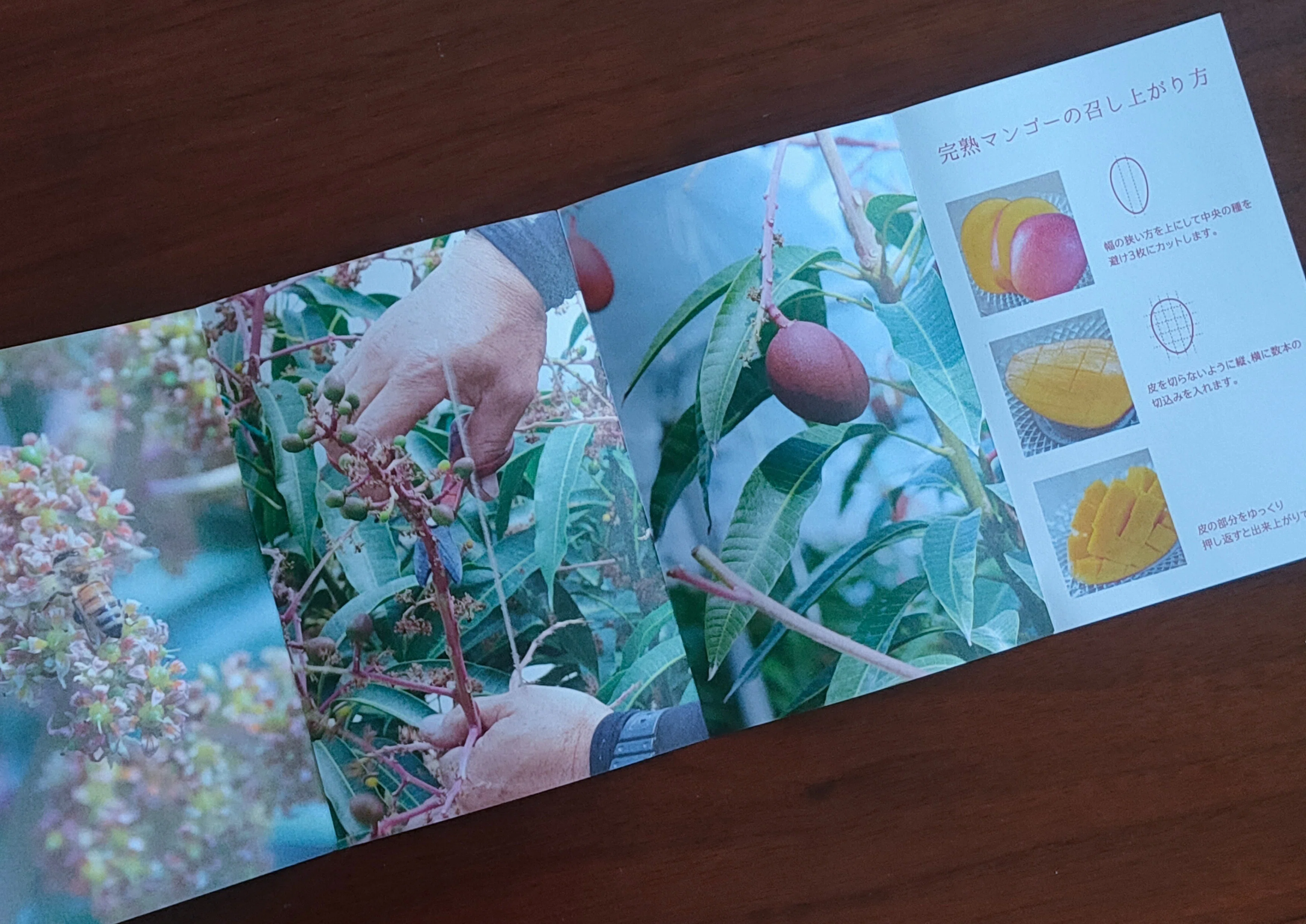 Mango様確認用 Kawasaki Farm's Miyazaki Ripe Mangoes Have Arrived (Furusato Nozei