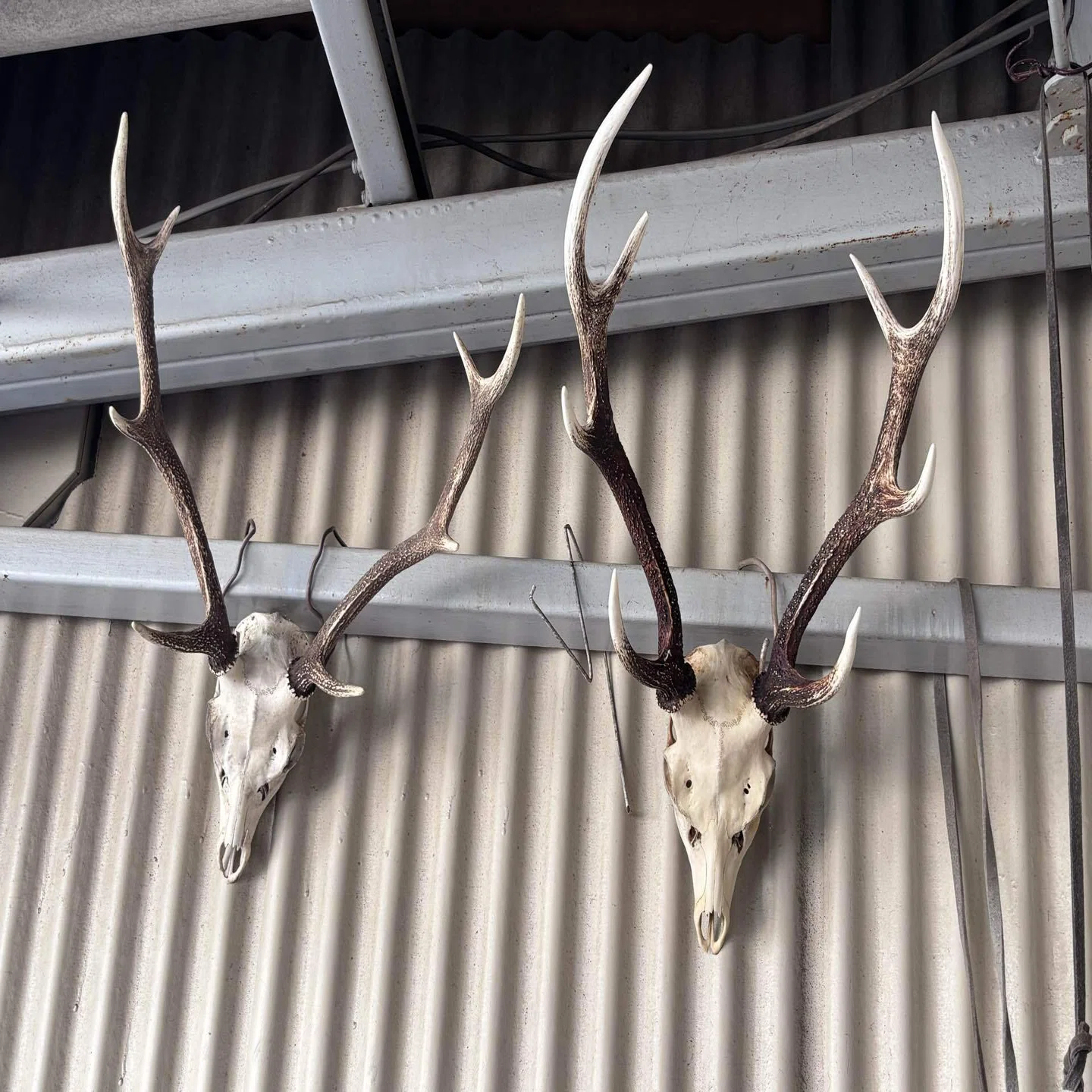 For Beginners] I Made a Deer Hunting Trophy! Introducing the 