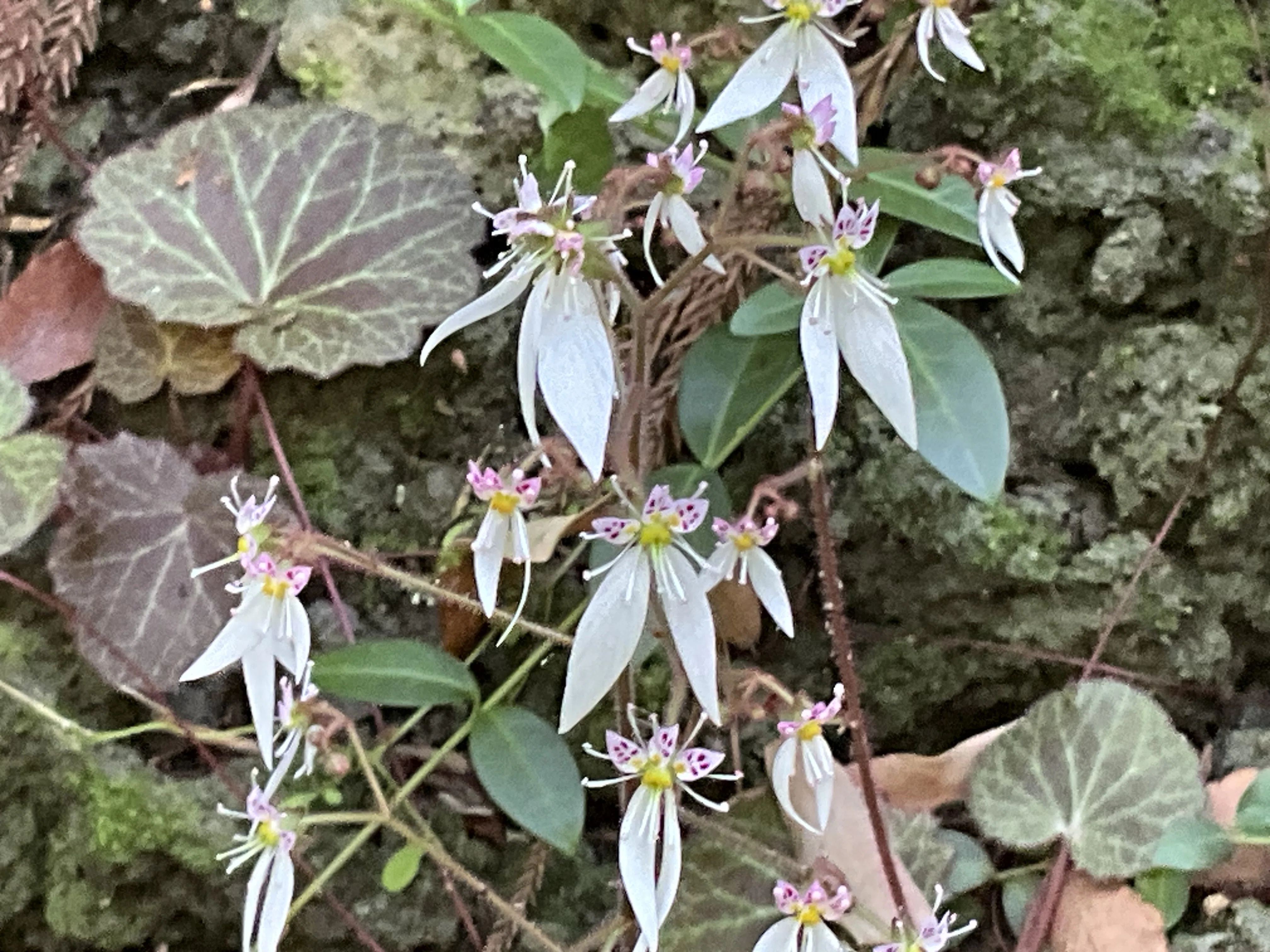 ユキノシタ（京都府立植物園）：2026年5月14日（木）｜藤井秀昭