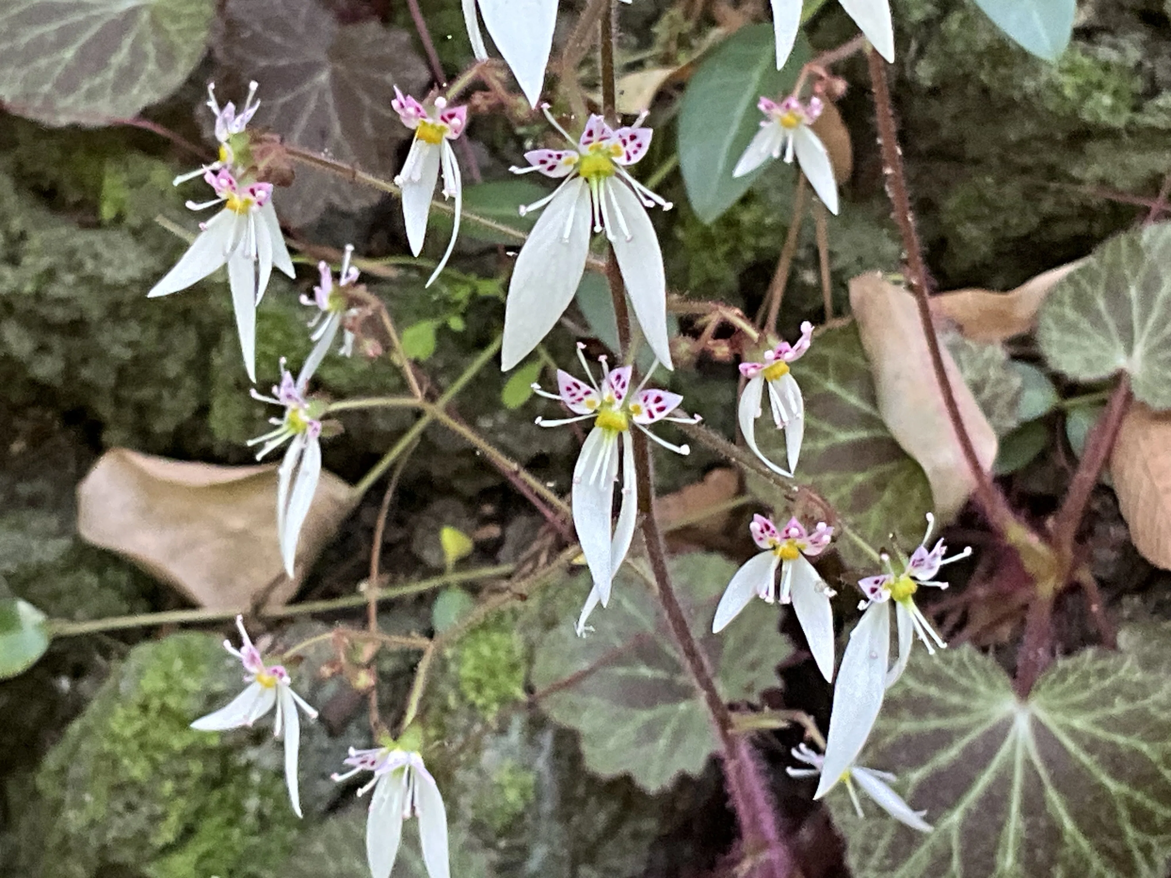 ユキノシタ（京都府立植物園）：2026年5月14日（木）｜藤井秀昭