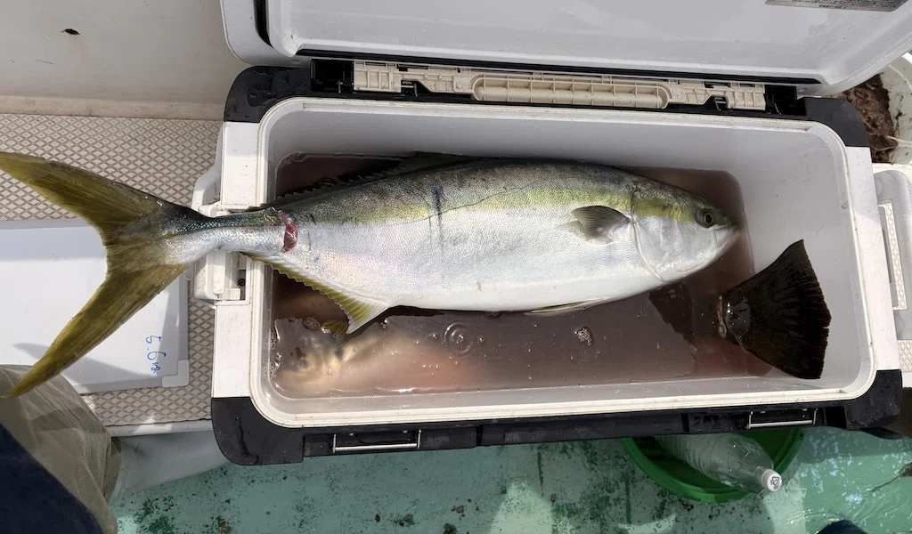 泳がせ】大ブリ6.4kg、6.1＆大型ワラサ5.6kg、5.1kg！さらに大ヒラメ