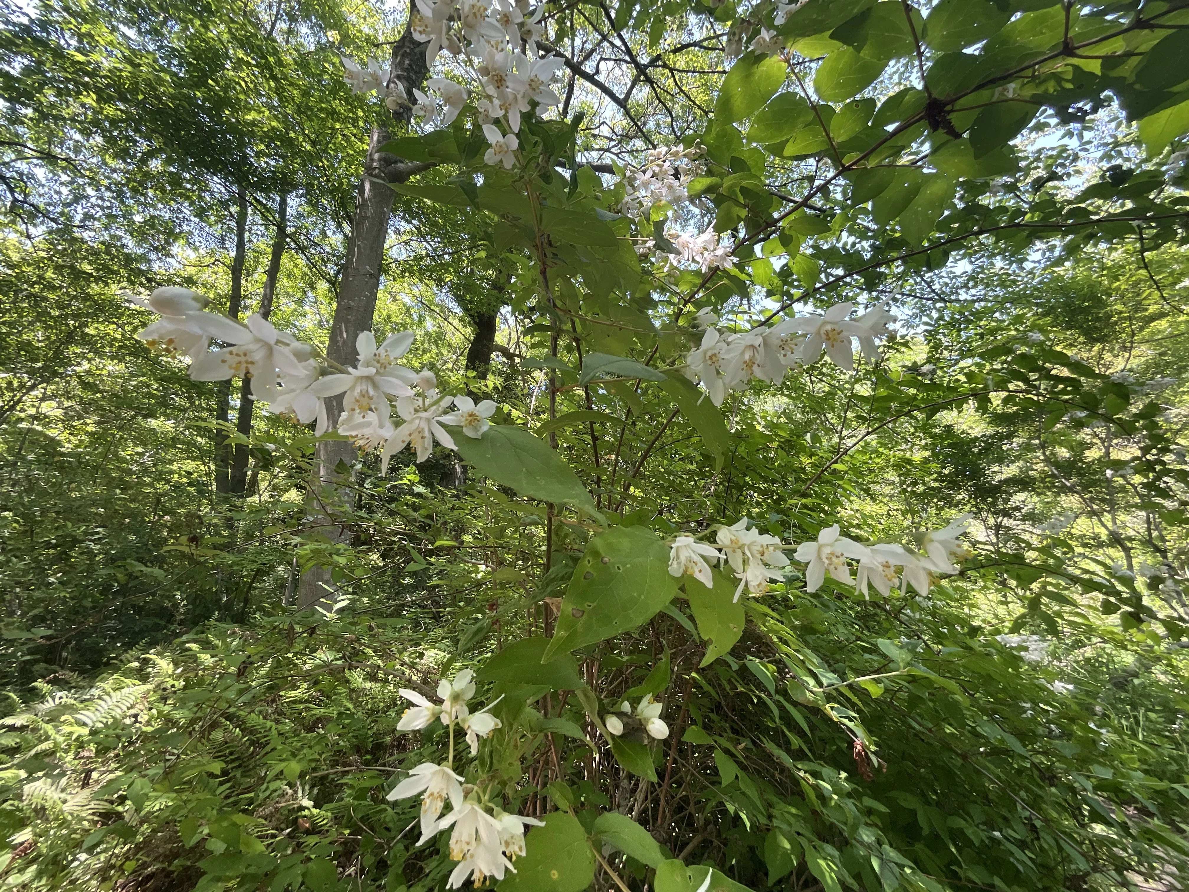 ceratostema doucettei 2 大株 Deutzia (Kyoto Botanical Gardens