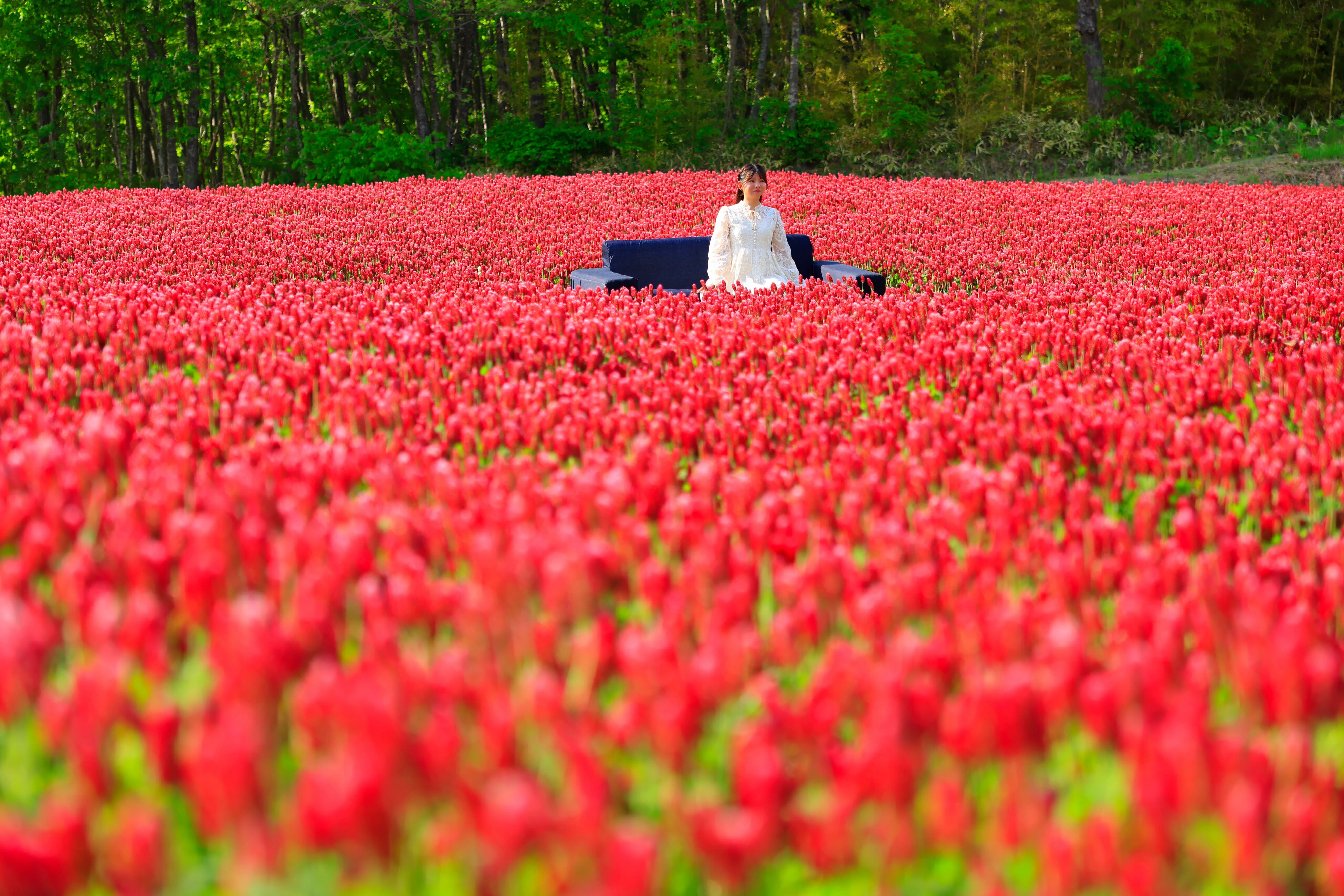葛尾村に咲く「復興の紅色」と、東京カメラ部の「原点」｜Hideo Tsukazaki