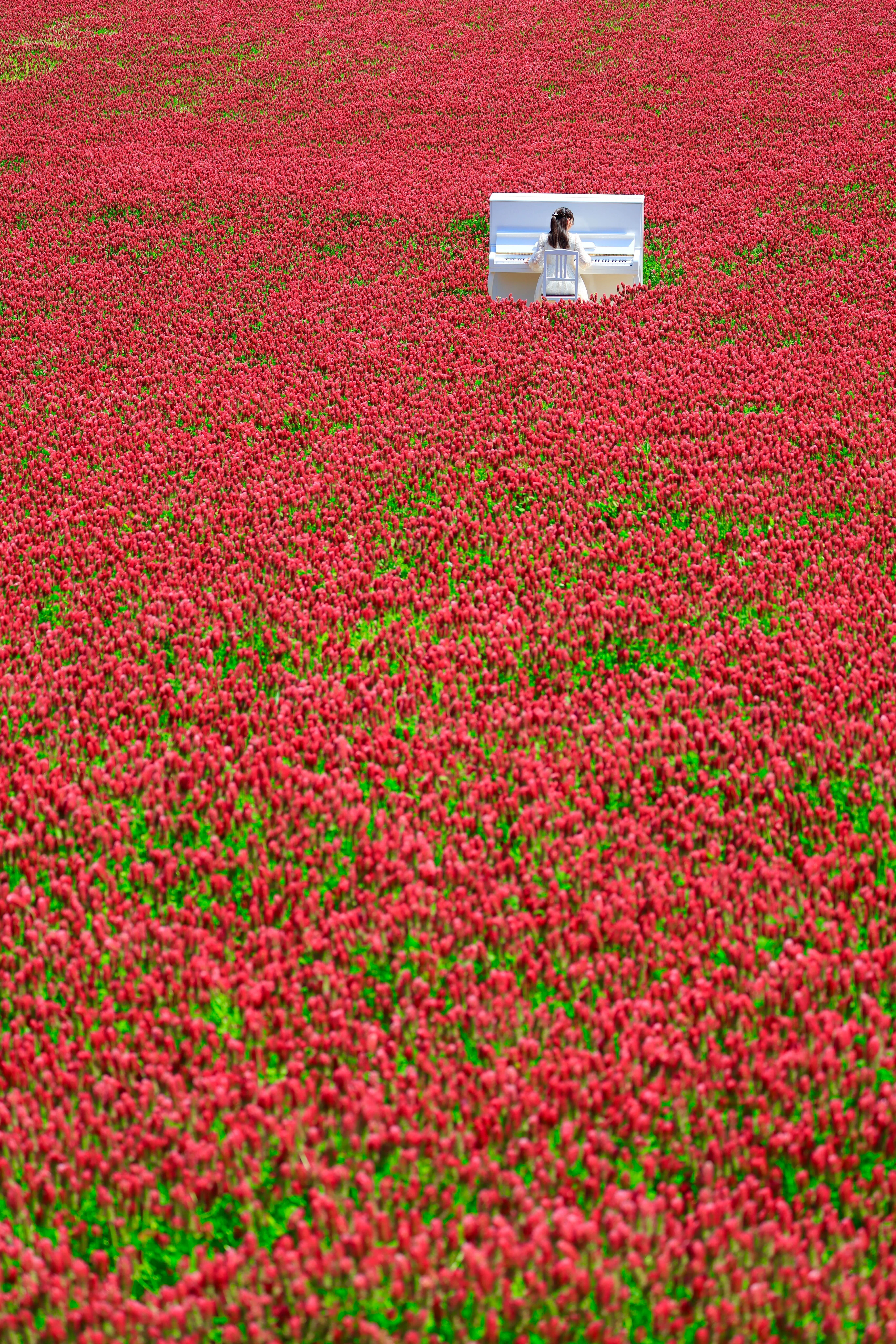 葛尾村に咲く「復興の紅色」と、東京カメラ部の「原点」｜Hideo Tsukazaki