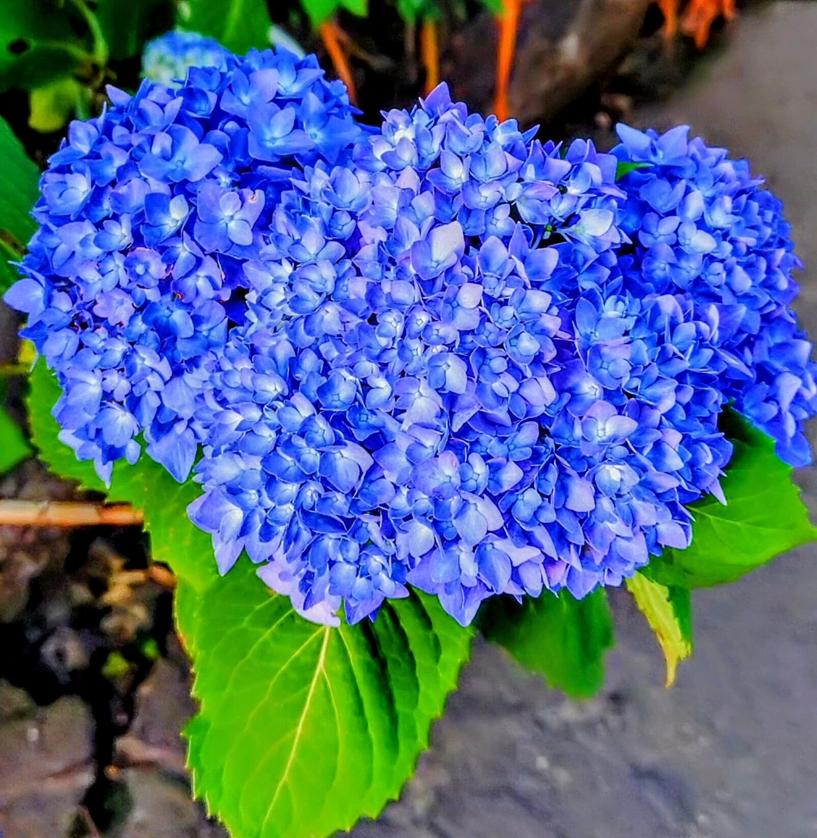 紫陽花 奈良市のこと #208 紫陽花の花｜rockn #nara_runner