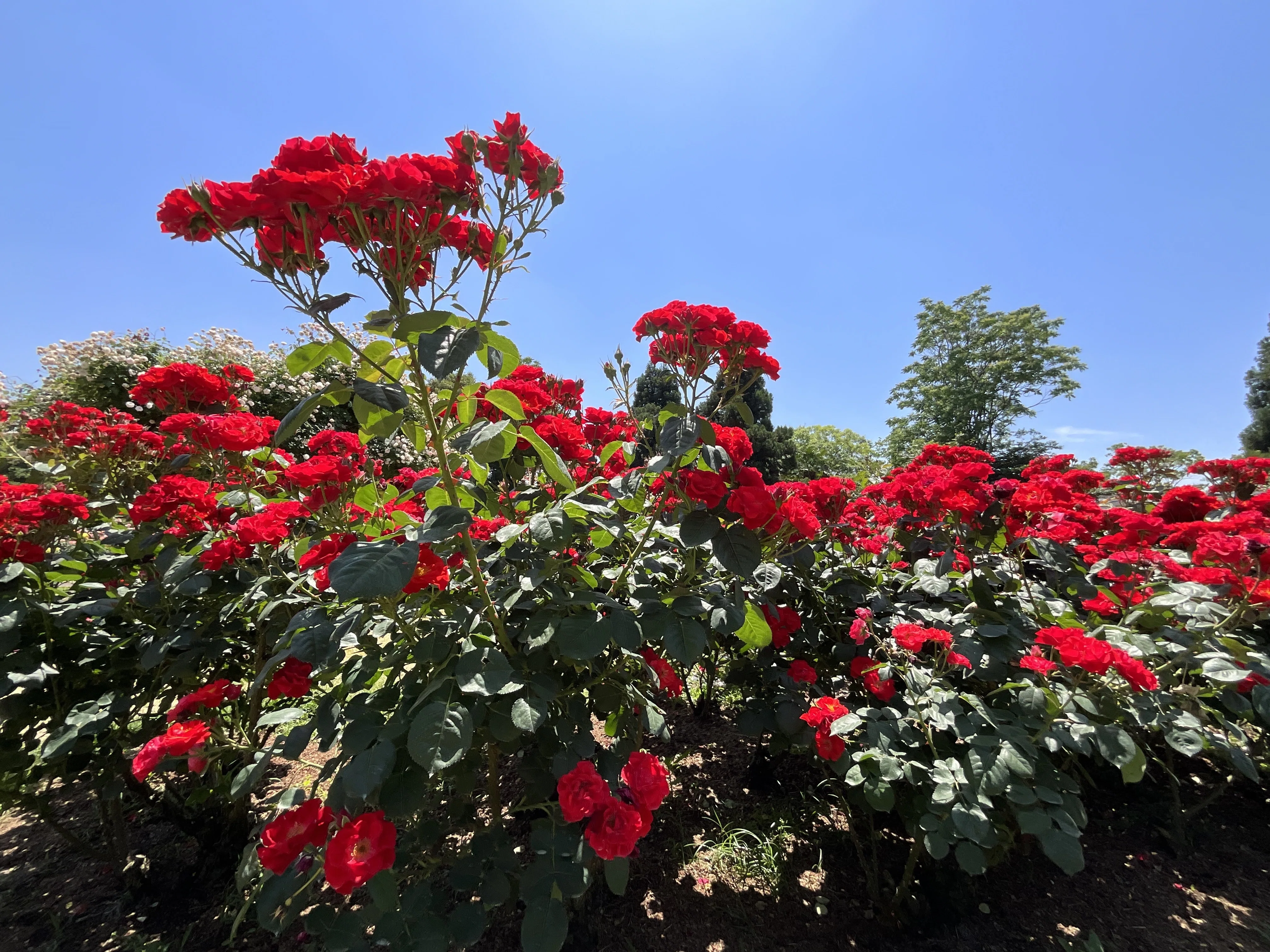 コンチェルティーノ（京都府立植物園）：2026年5月19日（火）｜藤井